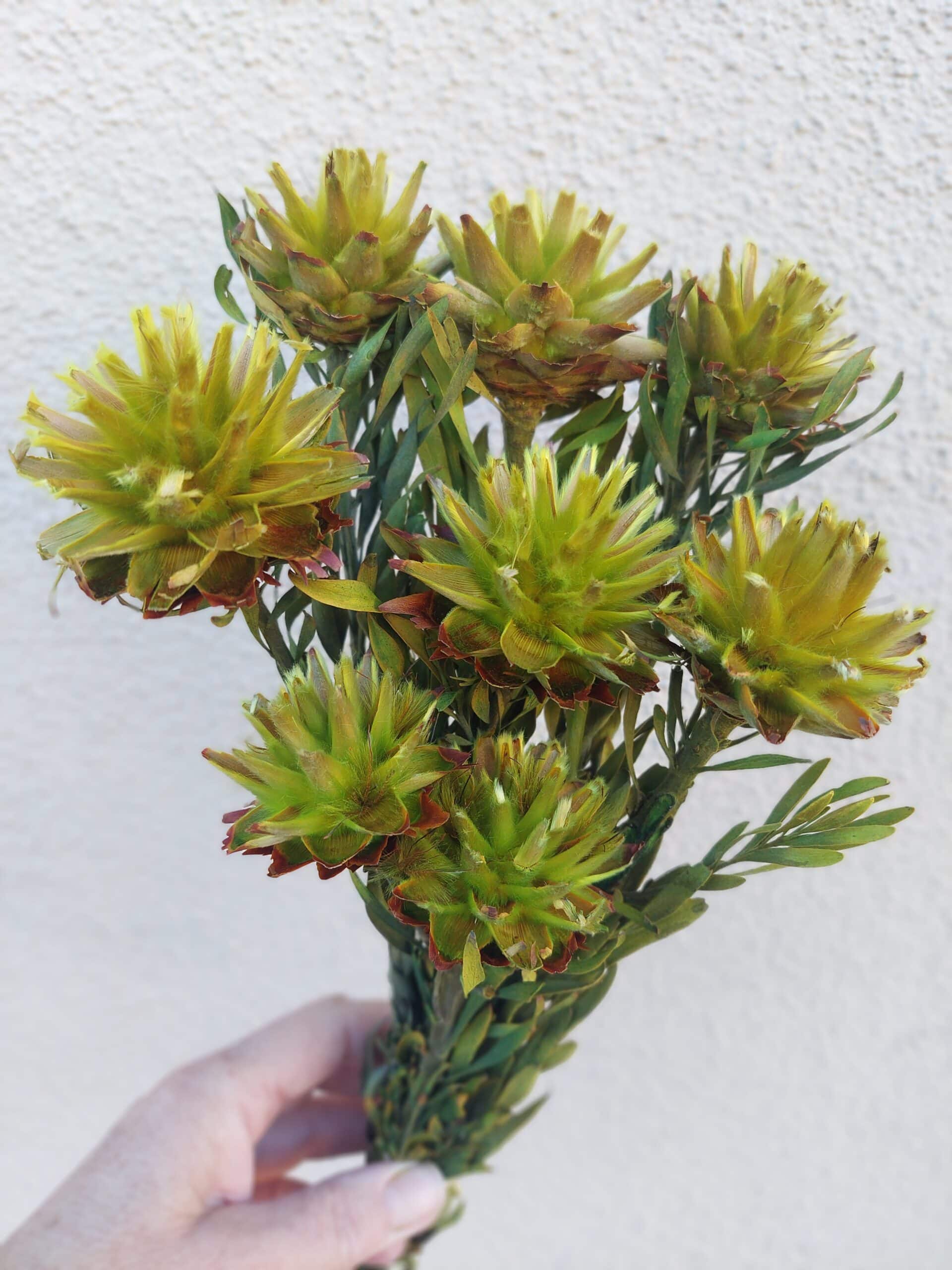 Dried Plumosum Basil Green Flowers for Vases and Home Decor - Image 5