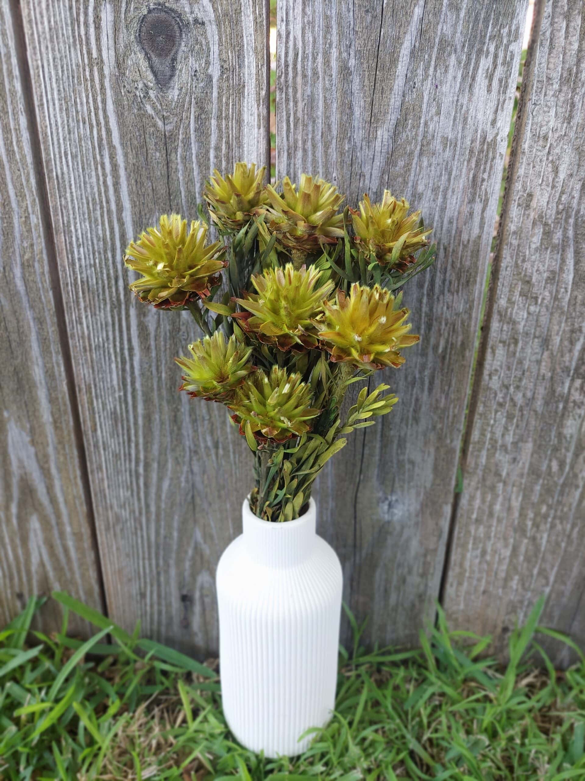 Dried Plumosum Basil Green Flowers for Vases and Home Decor - Image 4