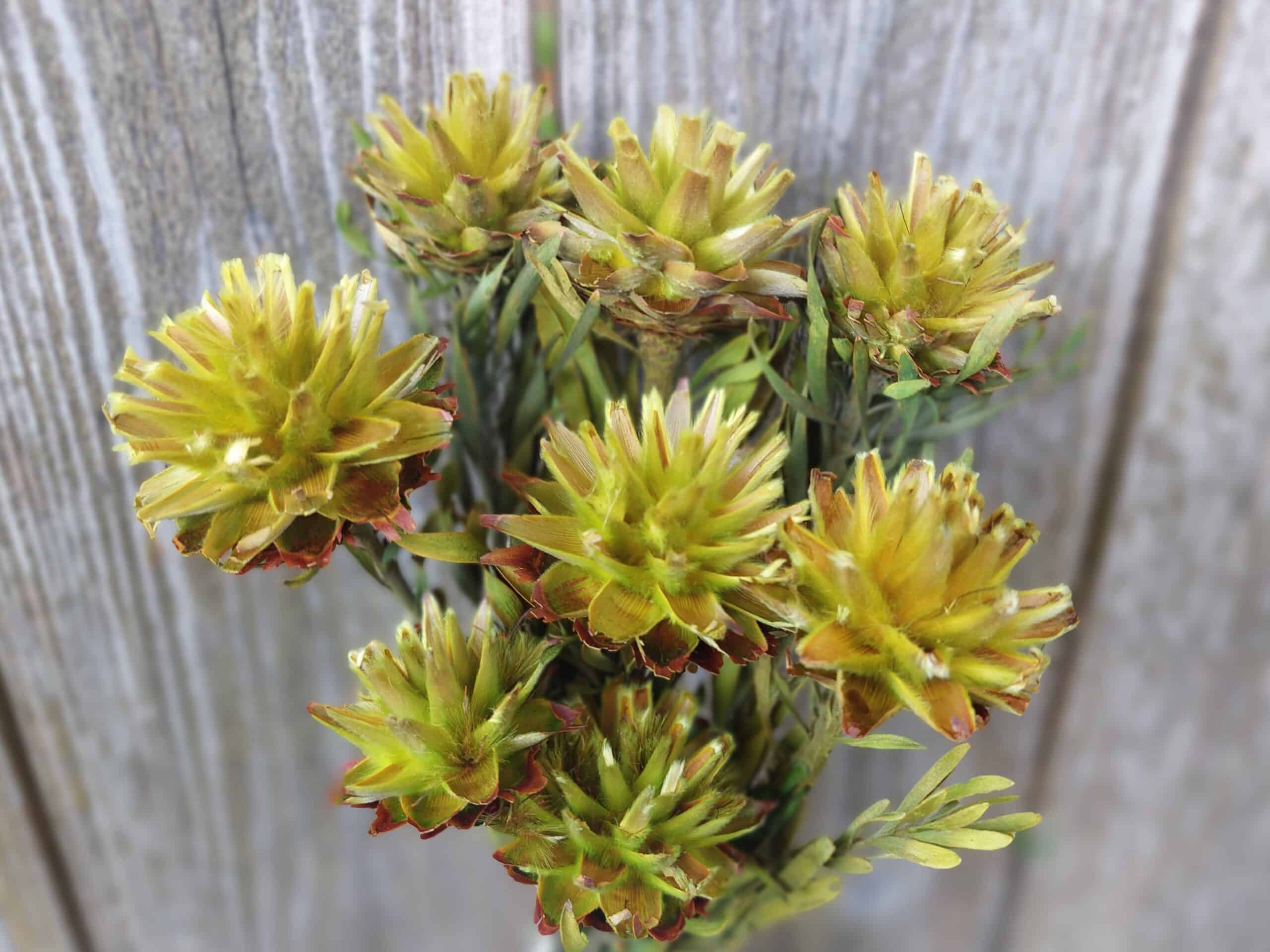 Dried Plumosum Basil Green Flowers for Vases and Home Decor - Image 3