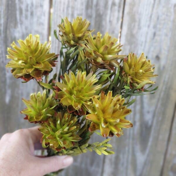Dried Plumosum Basil Green Flowers for Vases and Home Decor