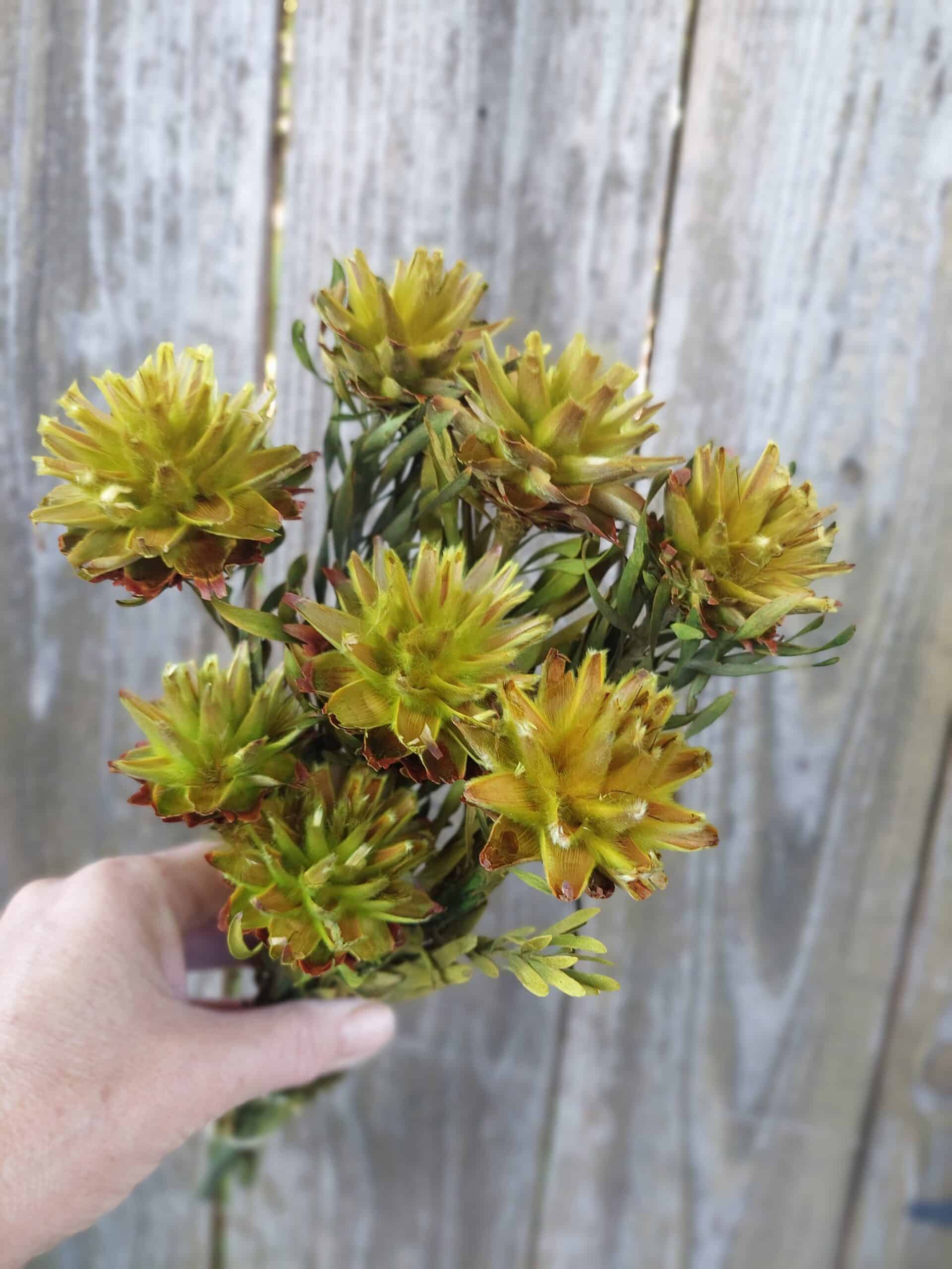 Dried Plumosum Basil Green Flowers for Vases and Home Decor