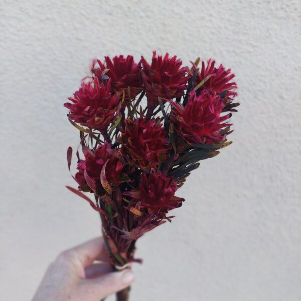 Dried Plumosum Cranberry-Wine Flowers