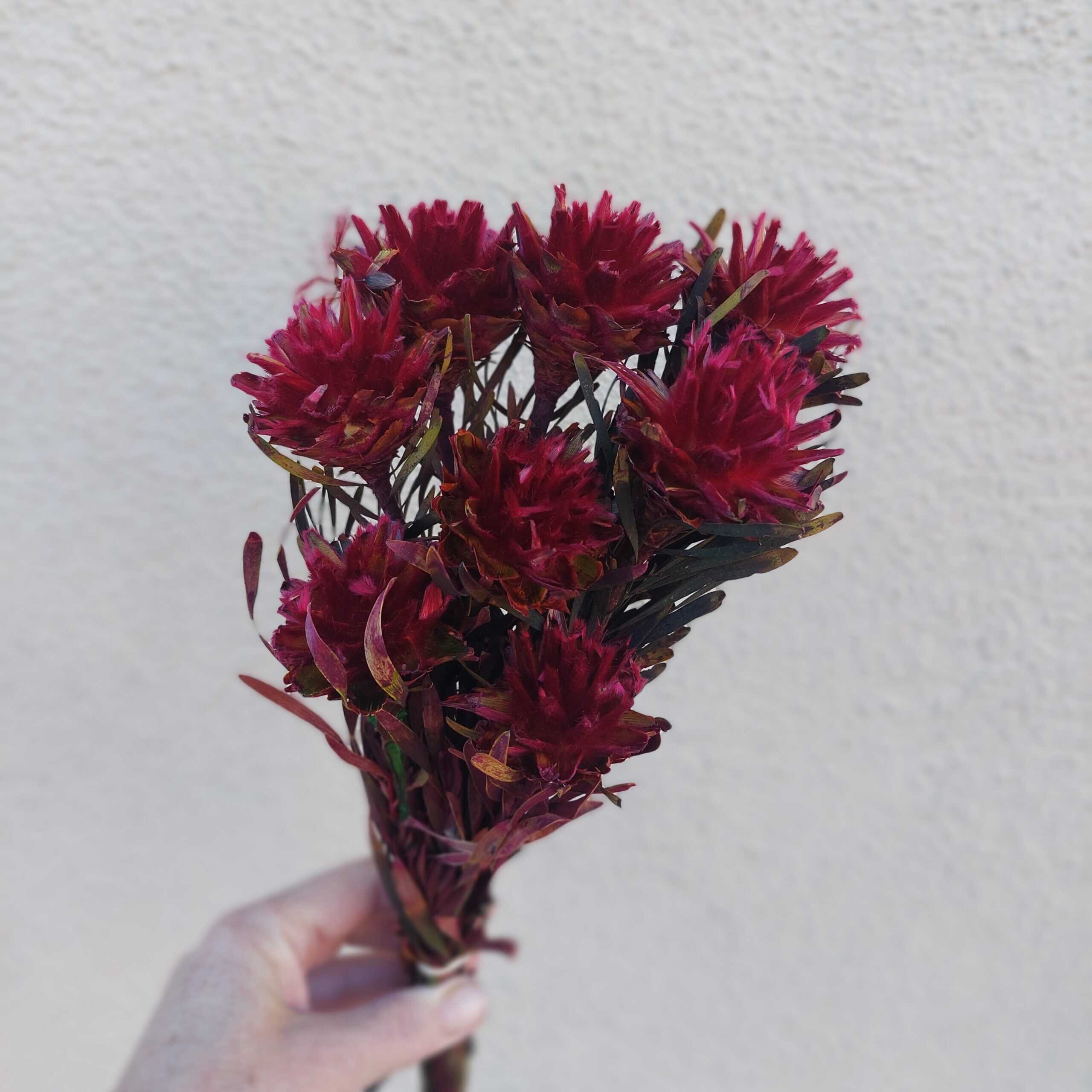 Dried Plumosum Cranberry-Wine Flowers