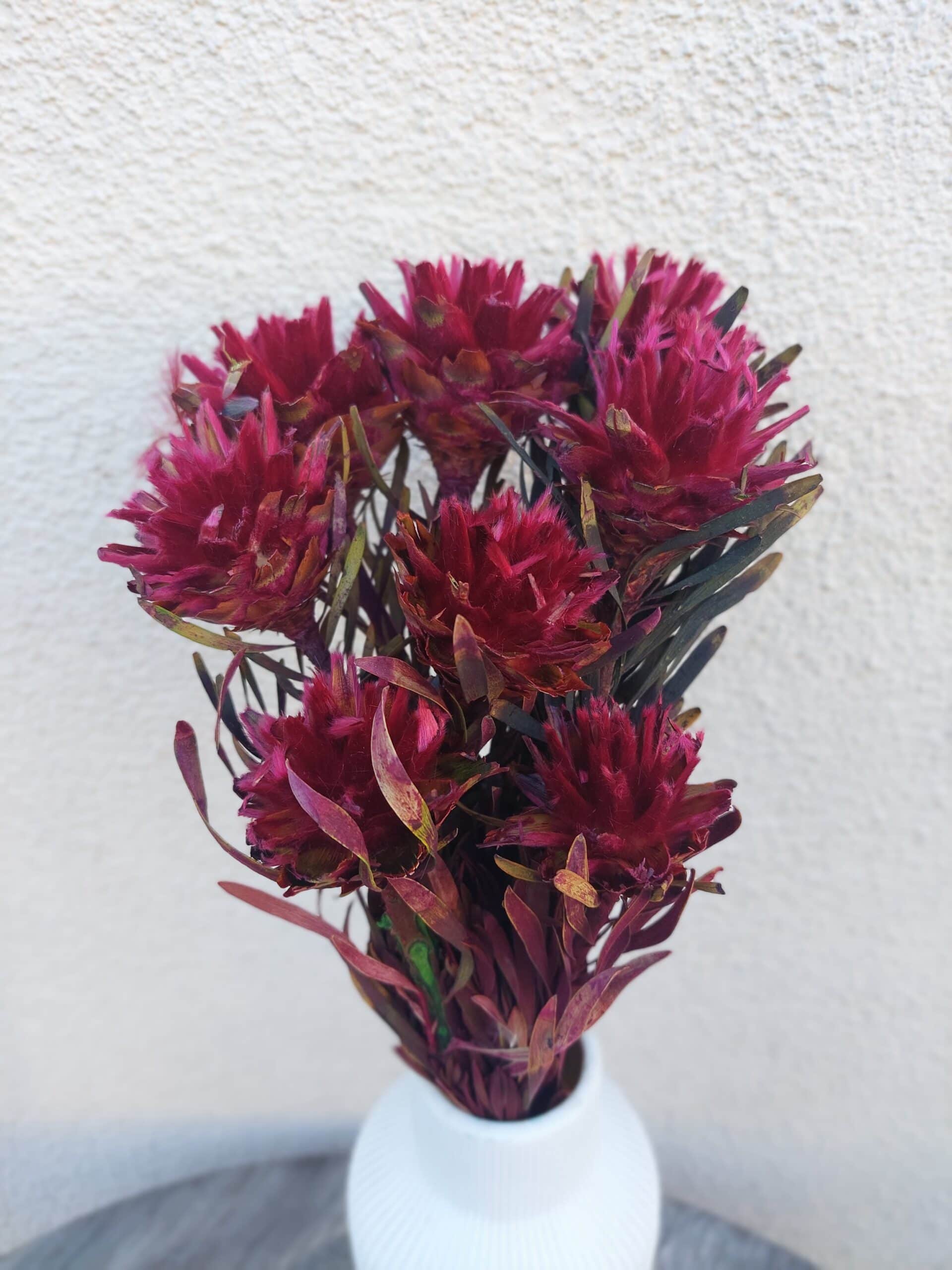 Dried Plumosum Cranberry-Wine Flowers - Image 2