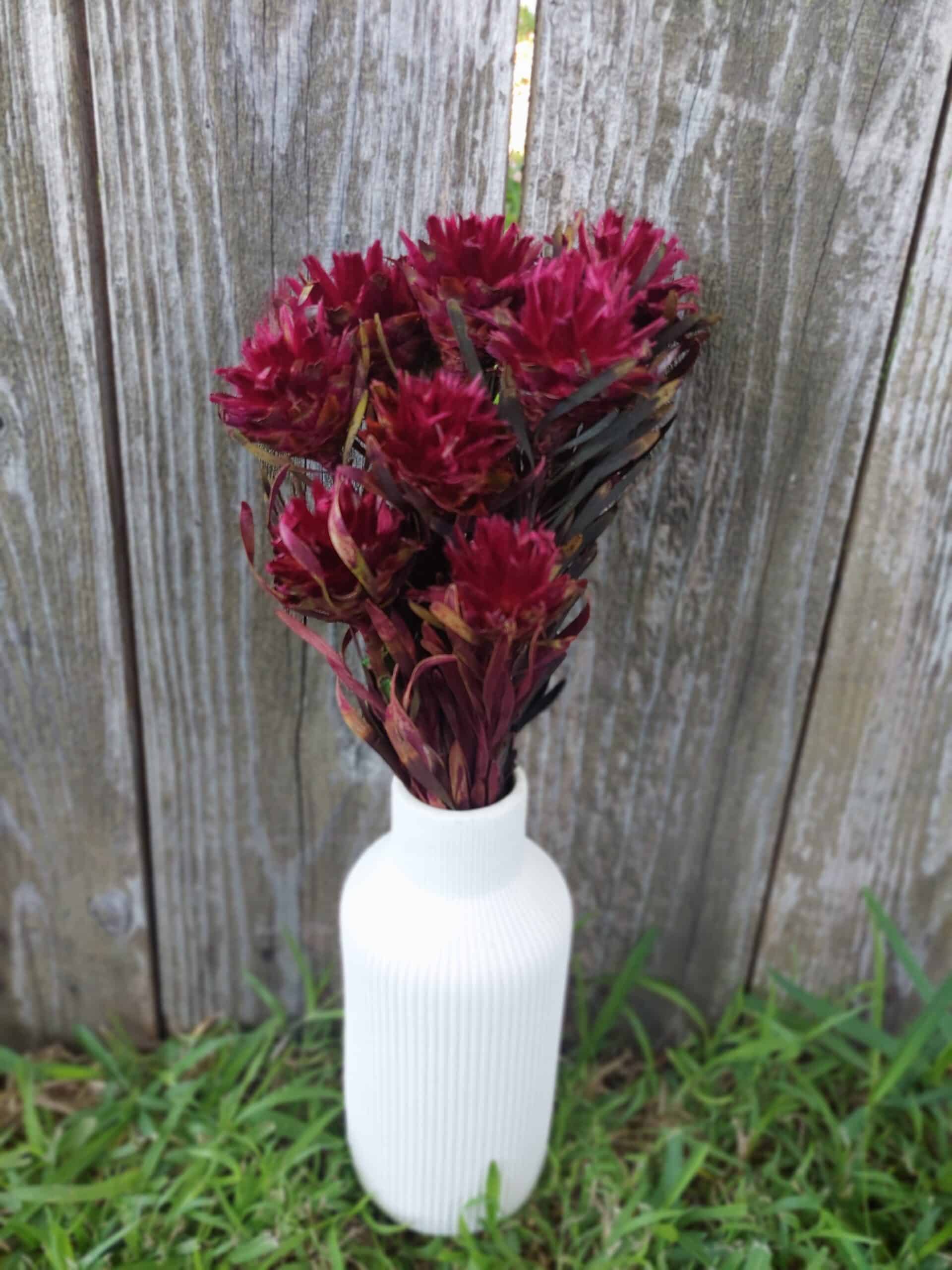 Dried Plumosum Cranberry-Wine Flowers - Image 3