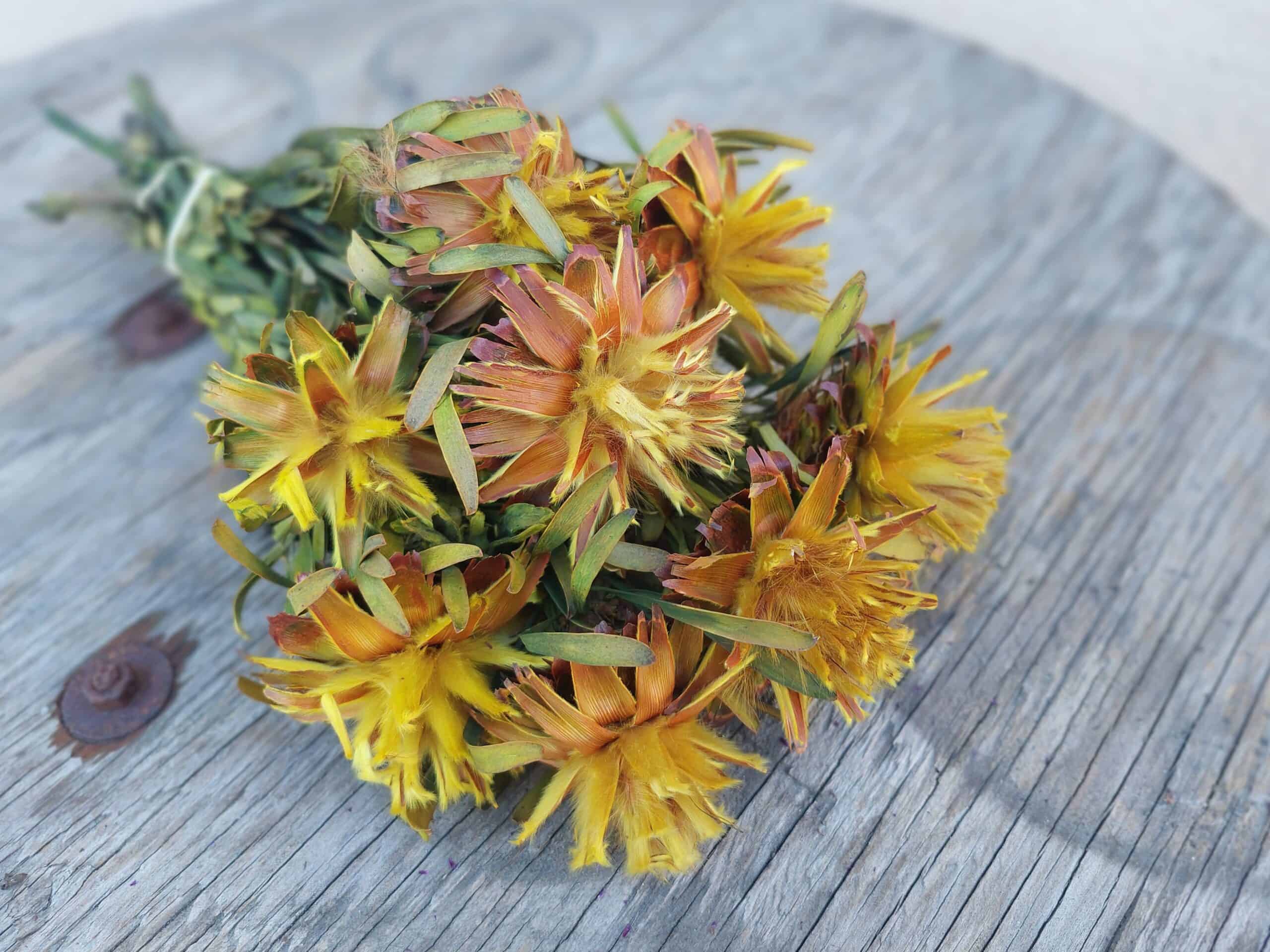 Dried Plumosum Yellow-Gold Dried Flowers - Image 4