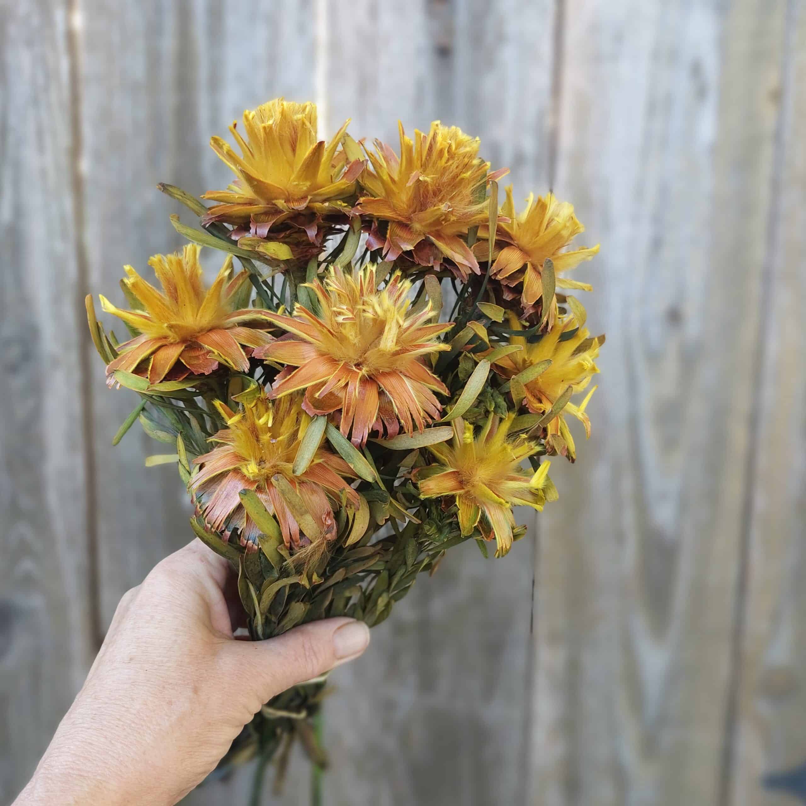Dried Plumosum Yellow-Gold Dried Flowers