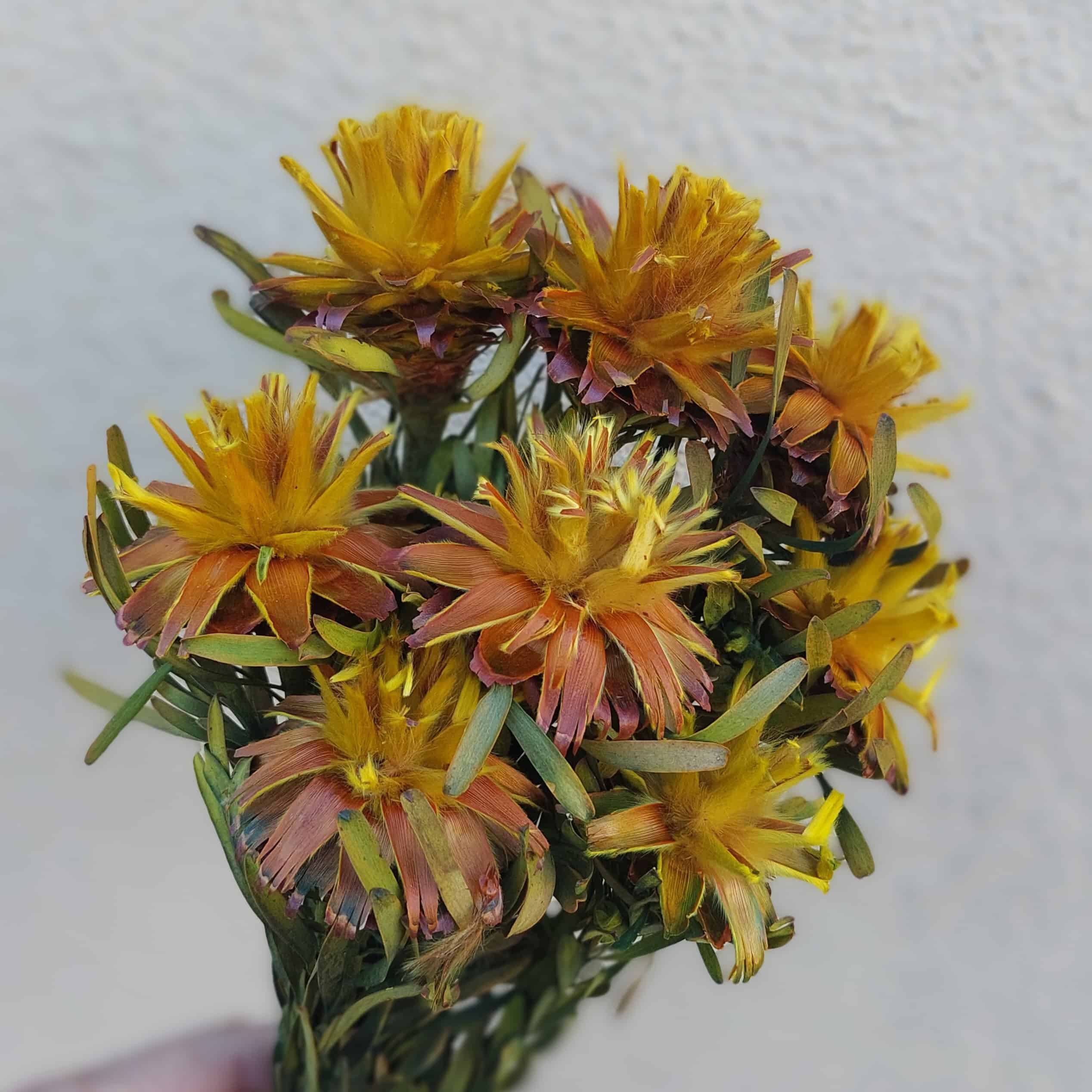 Dried Plumosum Yellow-Gold Dried Flowers - Image 2