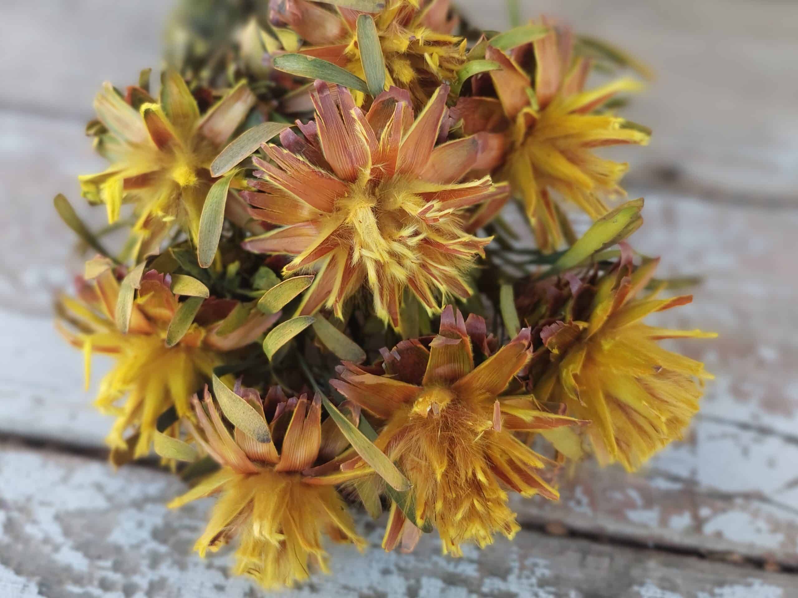 Dried Plumosum Yellow-Gold Dried Flowers - Image 3