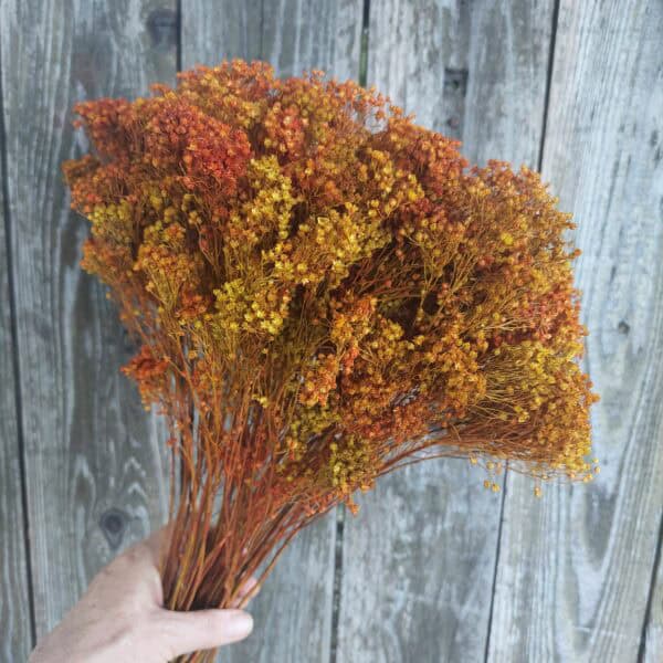 Autumn Dried Blooms Broom: Tiny Filler Flowers - For Fall Bouquets