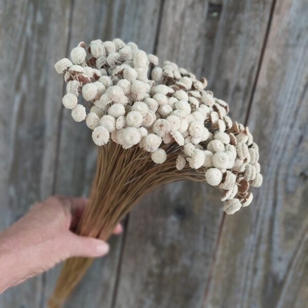 Dried Natural Button Flowers: Small Blooms - Tiny filler Flower