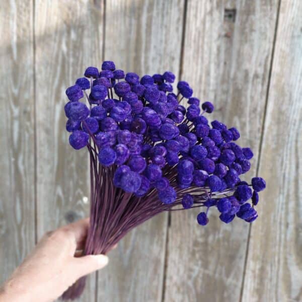Dried Purple Button Flowers: Home Decor - Tiny filler Flower