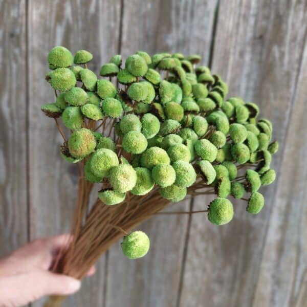 Dried Basil Green Button Flowers: Small Decorative Blooms