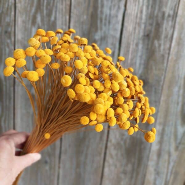 Dried Orange-Gold Button Flowers: Small Blooms for Bouquets and Home Decor