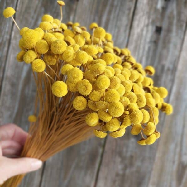 Dried Yellow Button Flowers: Small Blooms for Bouquets and Home Decor