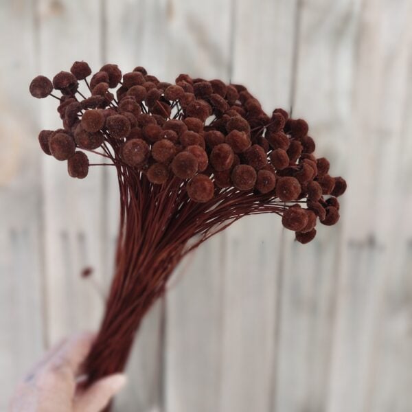 Dried Chocolate Brown Button Flowers: Small Blooms for Bouquets and Decor