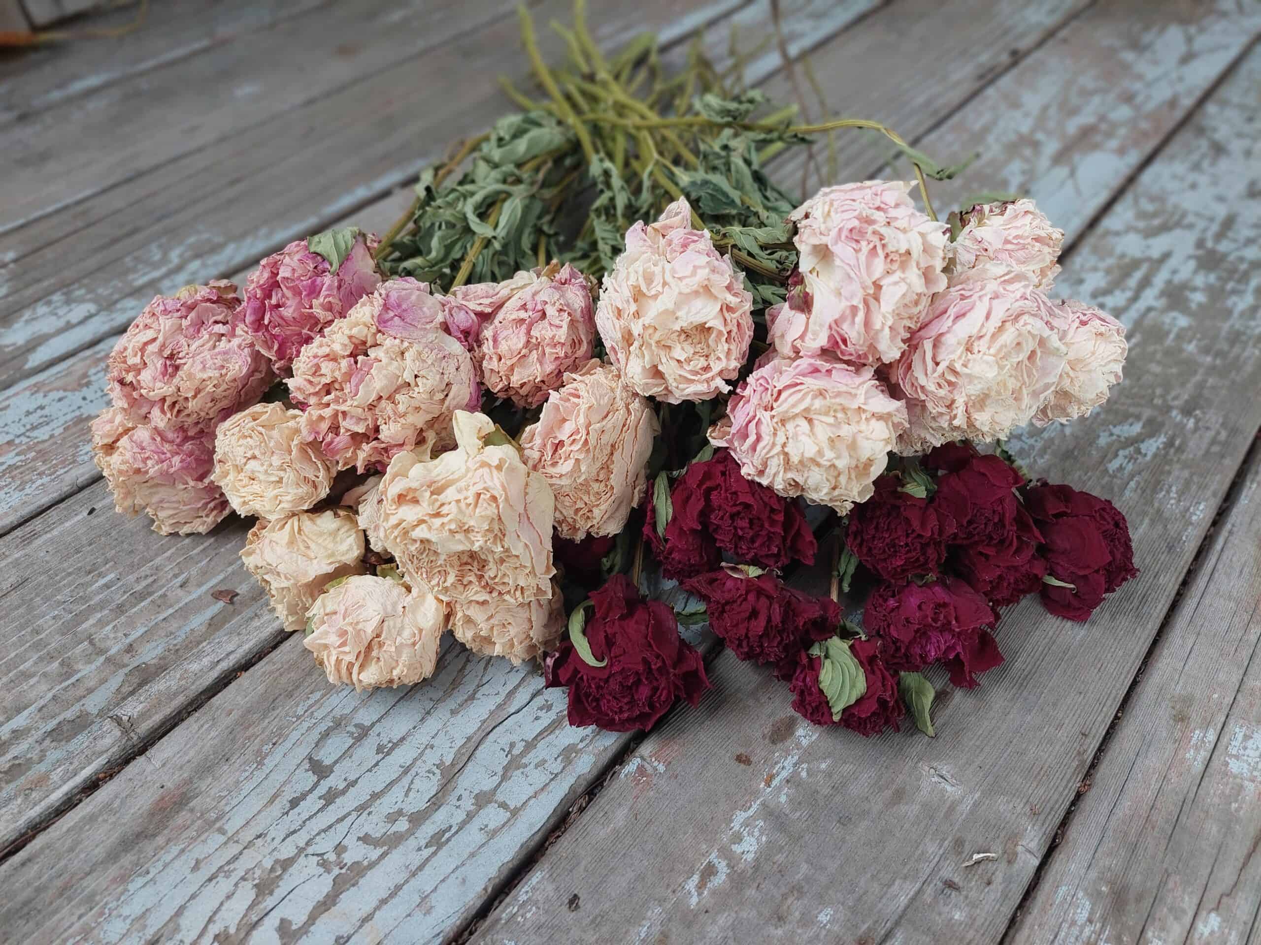 Dried Peonies - For Wedding Bouquets and Floral Crafts