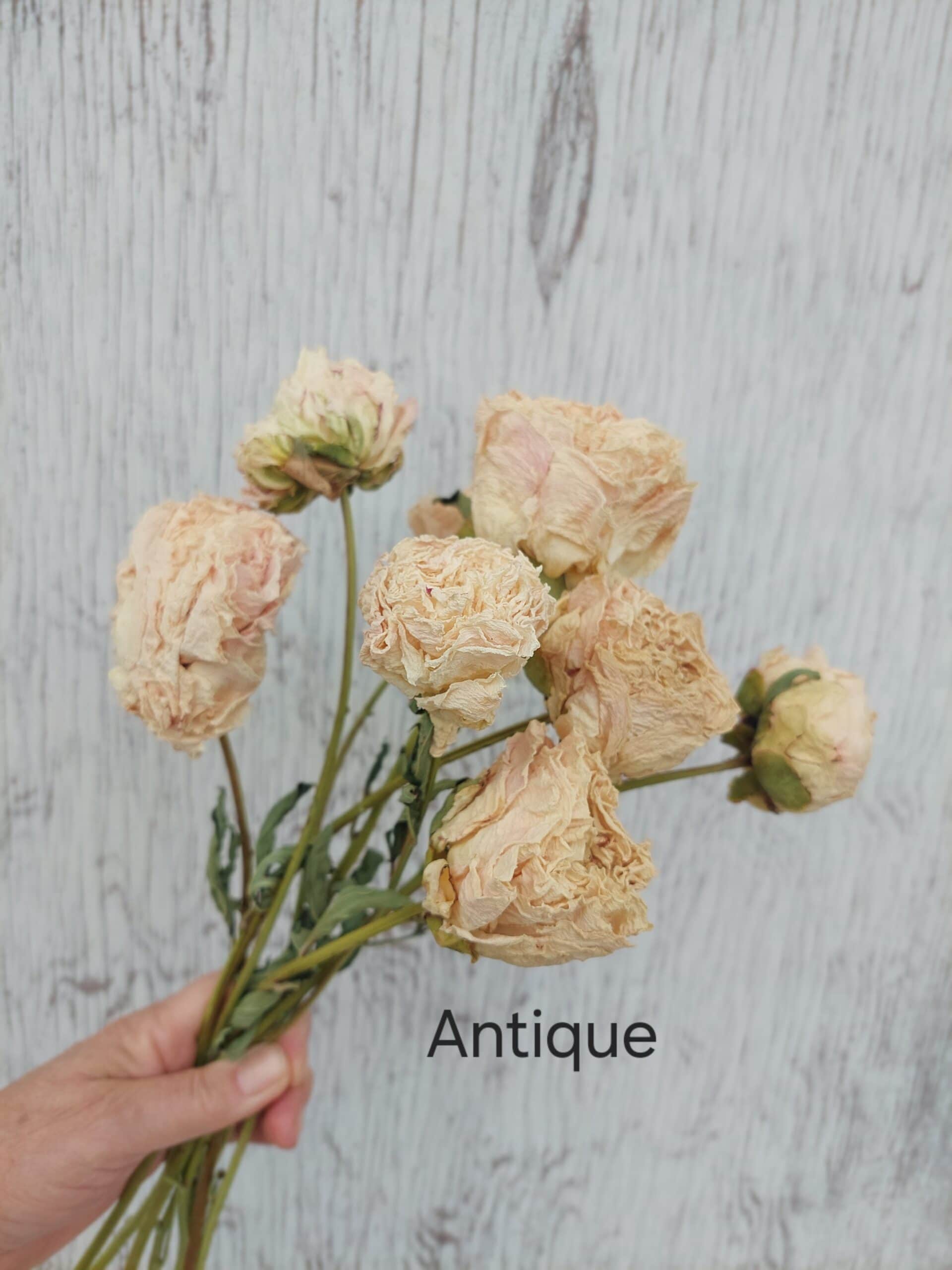 Dried Peonies Antique Cream - Naturally Dried Peony Bunch