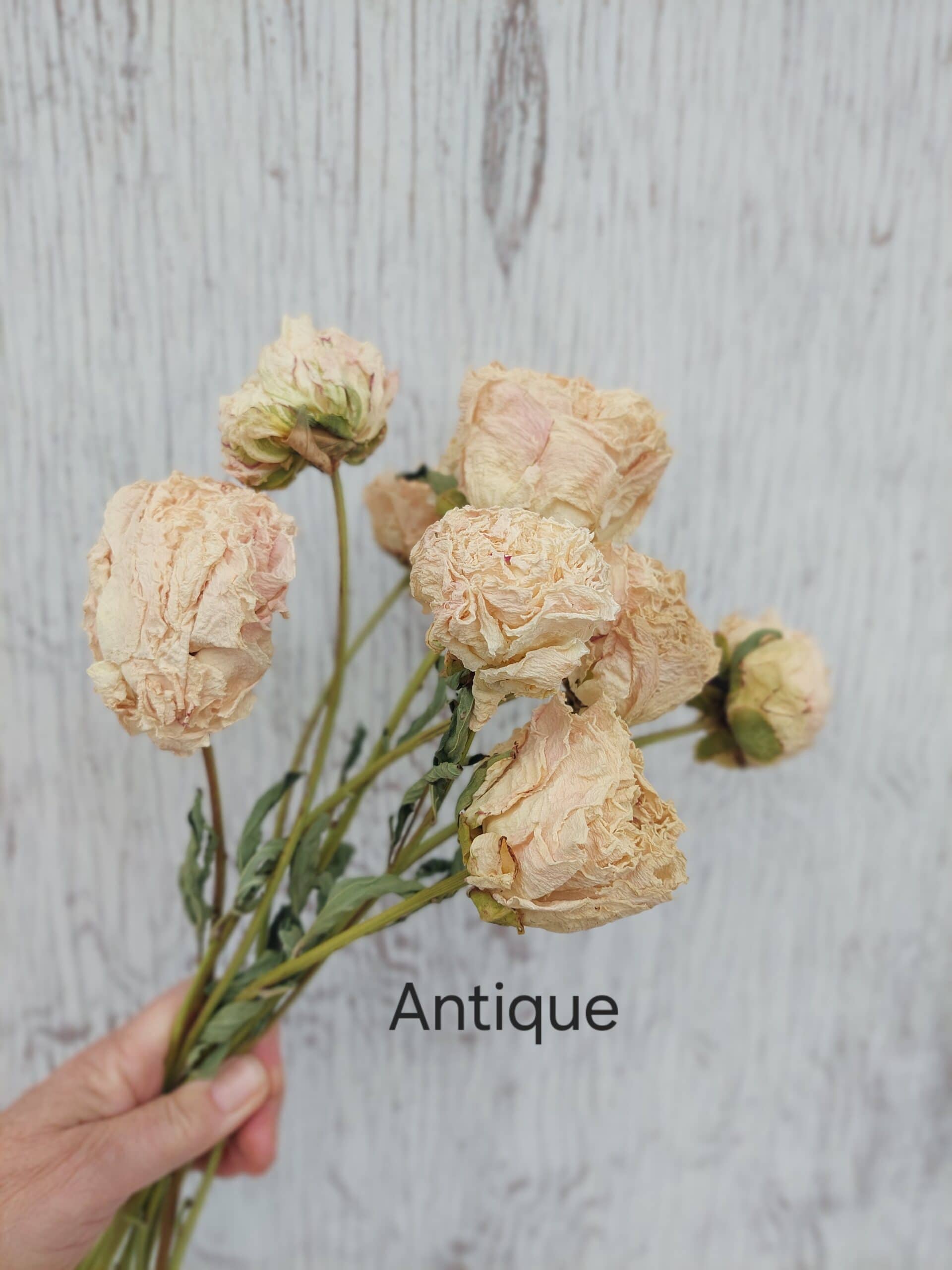 Dried Peonies Antique Cream - Naturally Dried Peony Bunch - Image 3