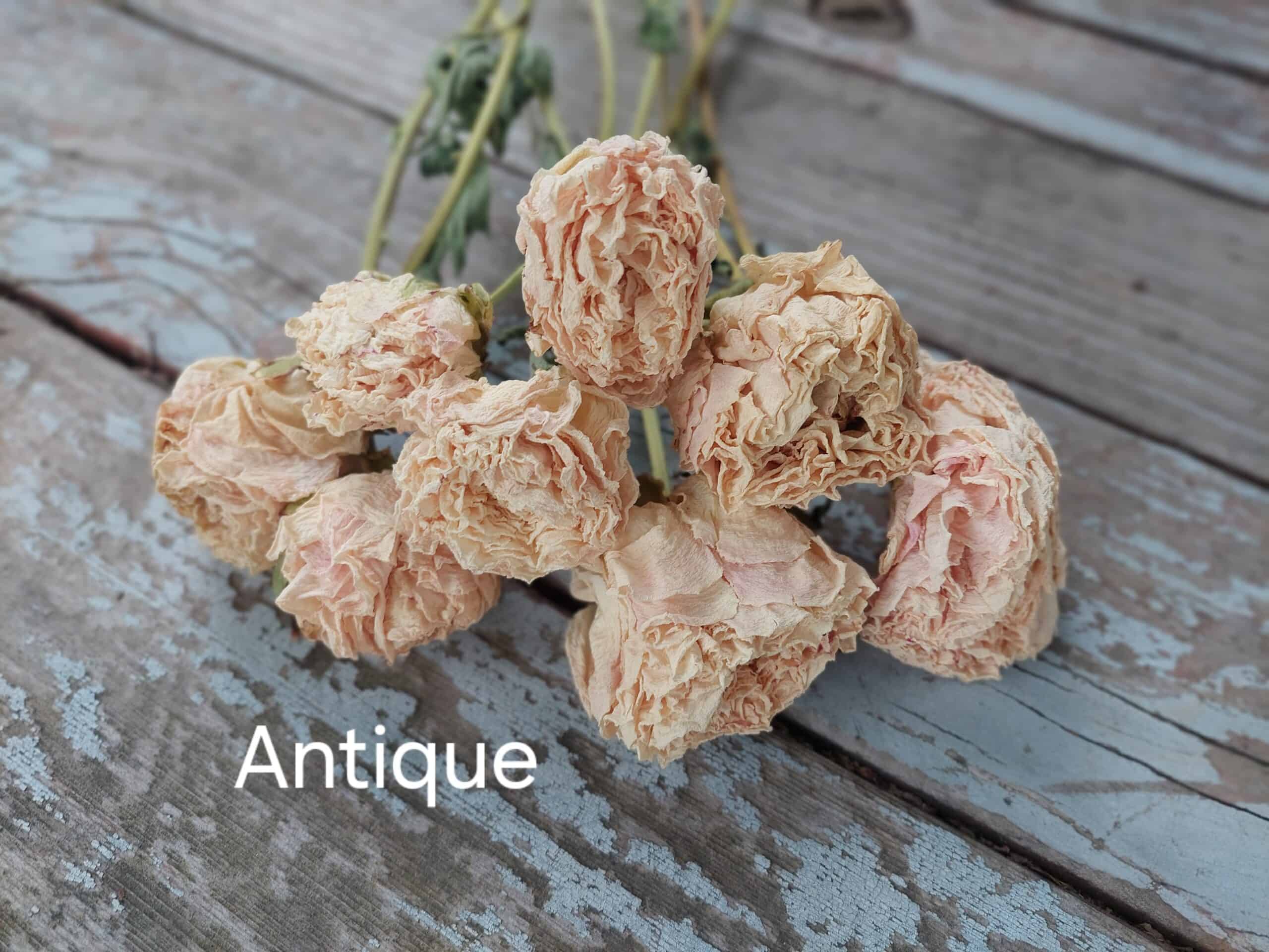 Dried Peonies Antique Cream - Naturally Dried Peony Bunch - Image 2