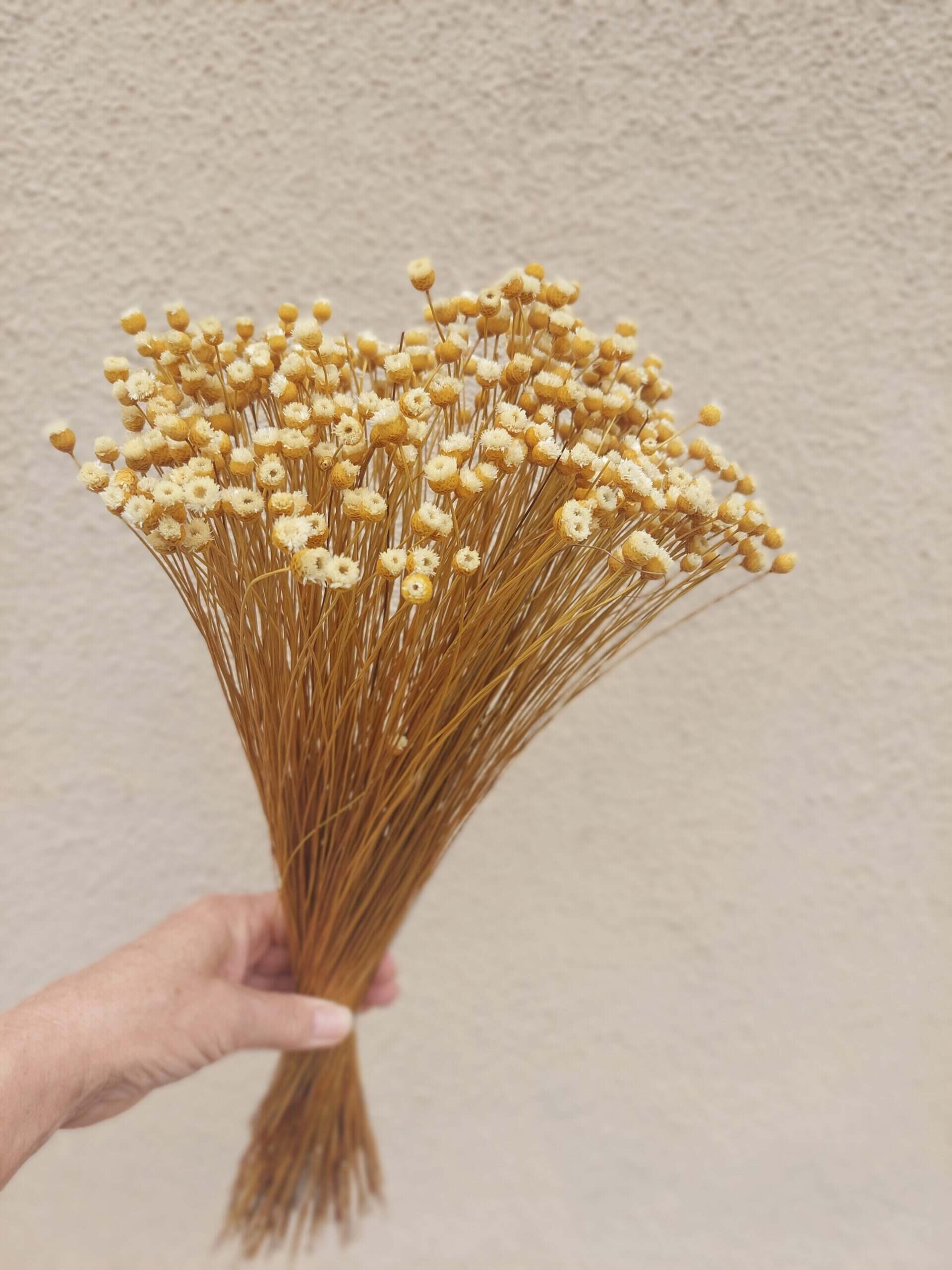 Natural Happy Flowers: Tiny Dried Flowers - Image 4