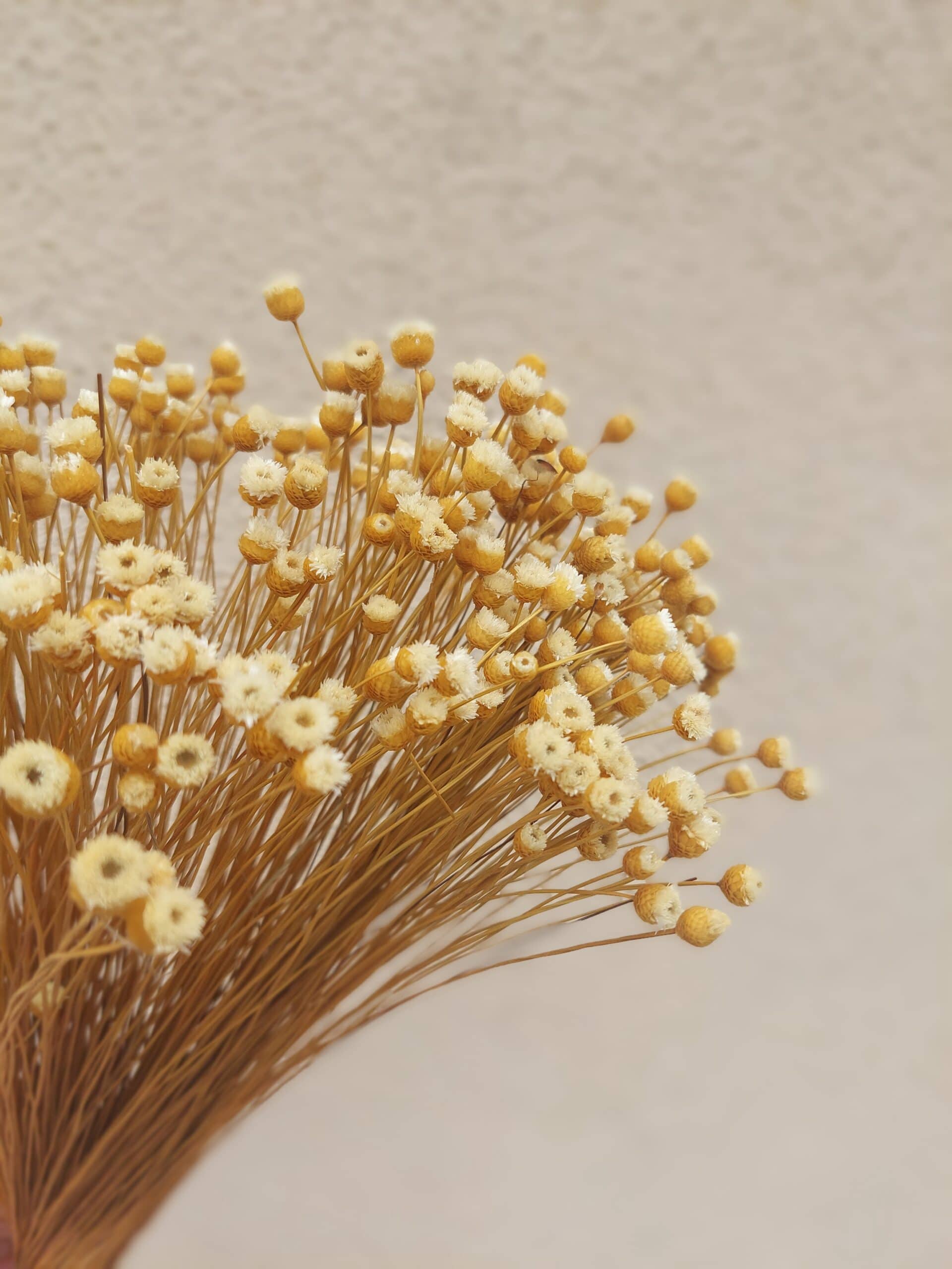 Natural Happy Flowers: Tiny Dried Flowers - Image 3