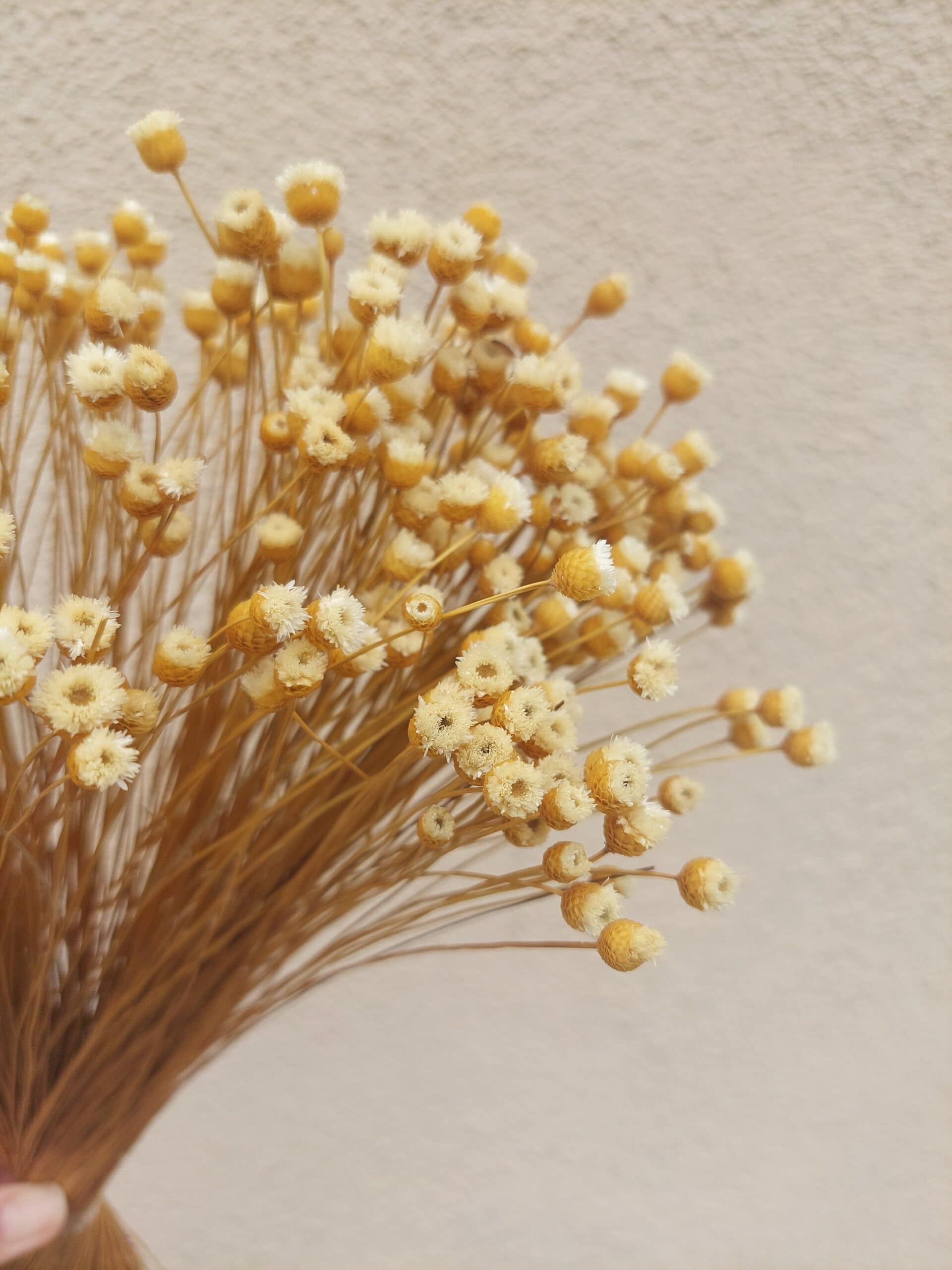 Natural Happy Flowers: Tiny Dried Flowers - Image 6