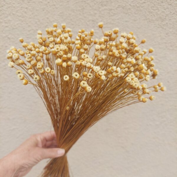 natural dried happy flowers