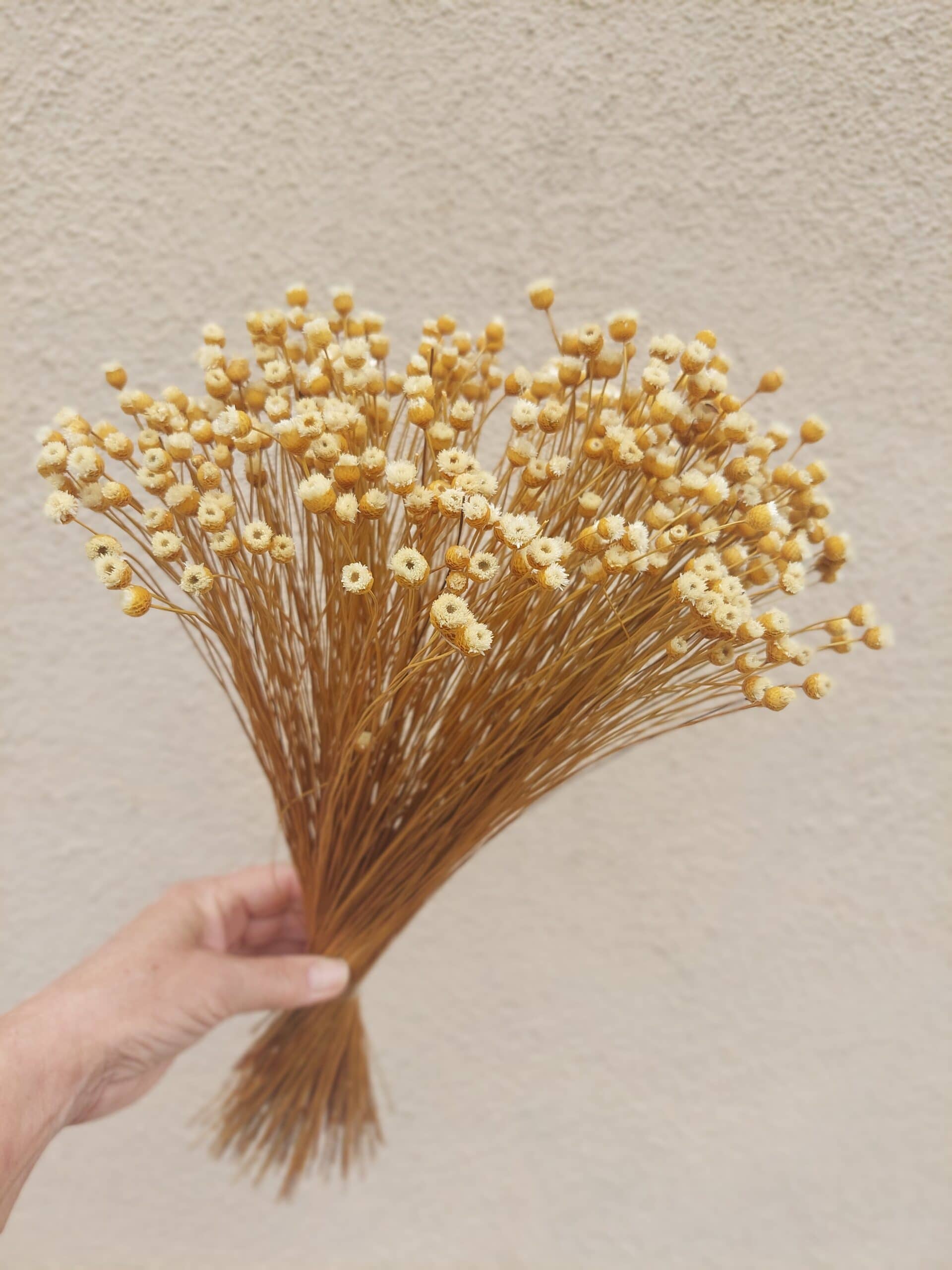 natural dried happy flowers