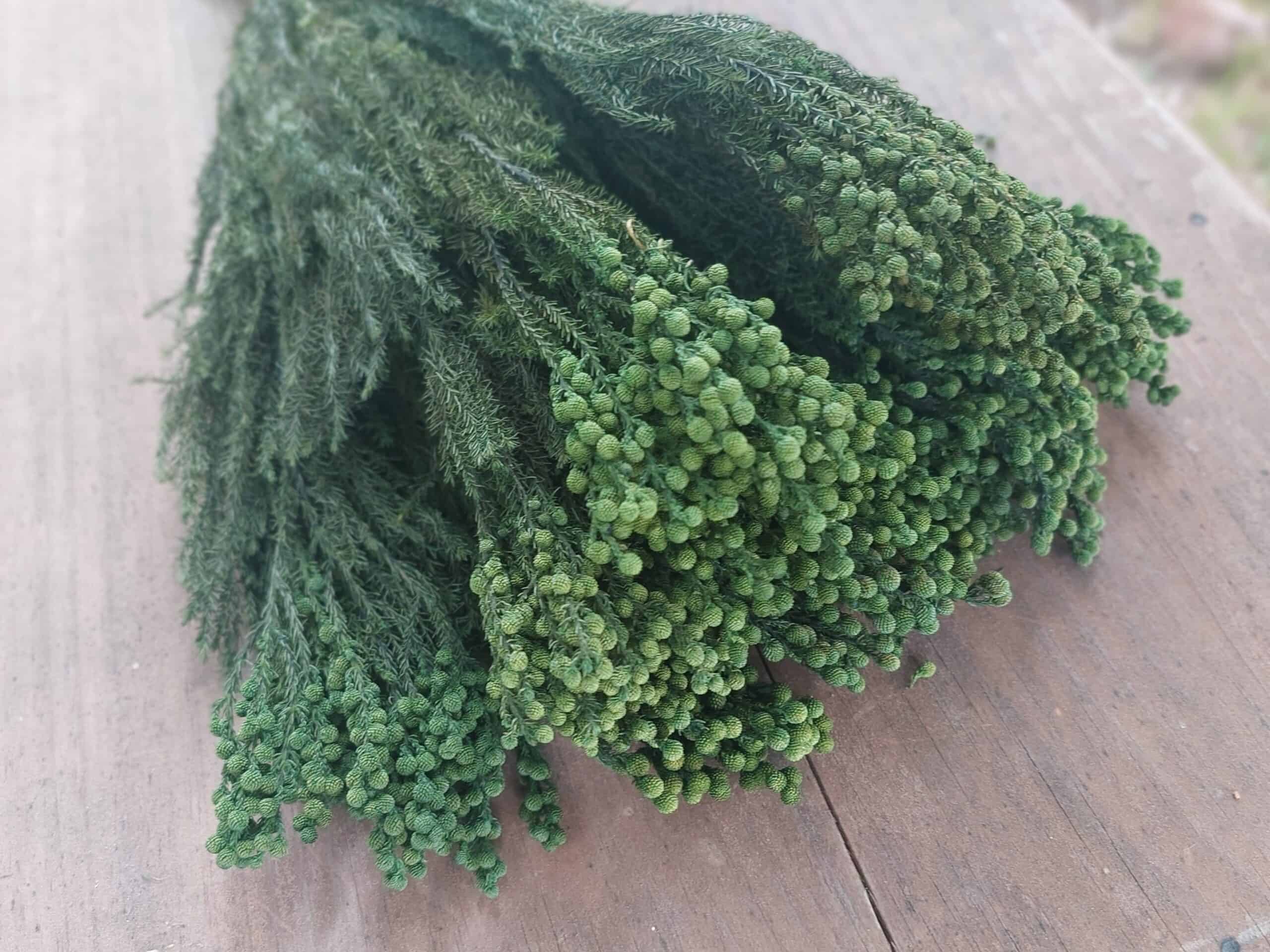 Preserved Lanuginosa Greenery - Image 6