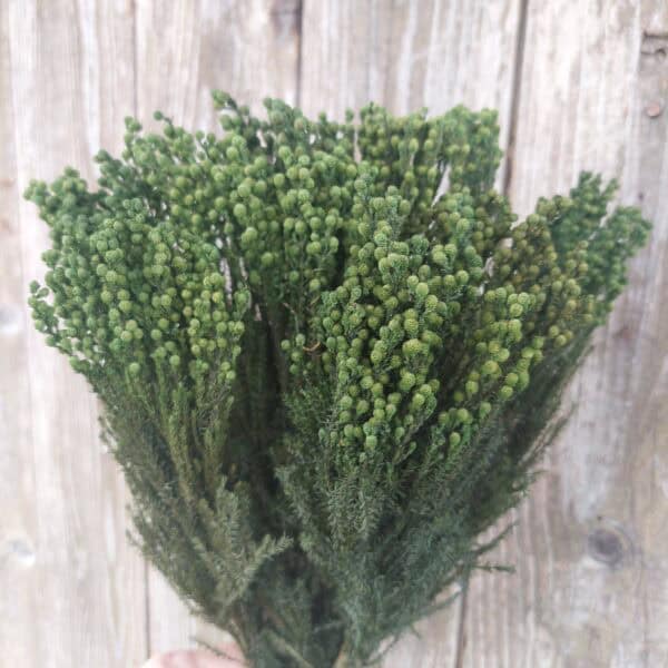 Lanuginosa greenery