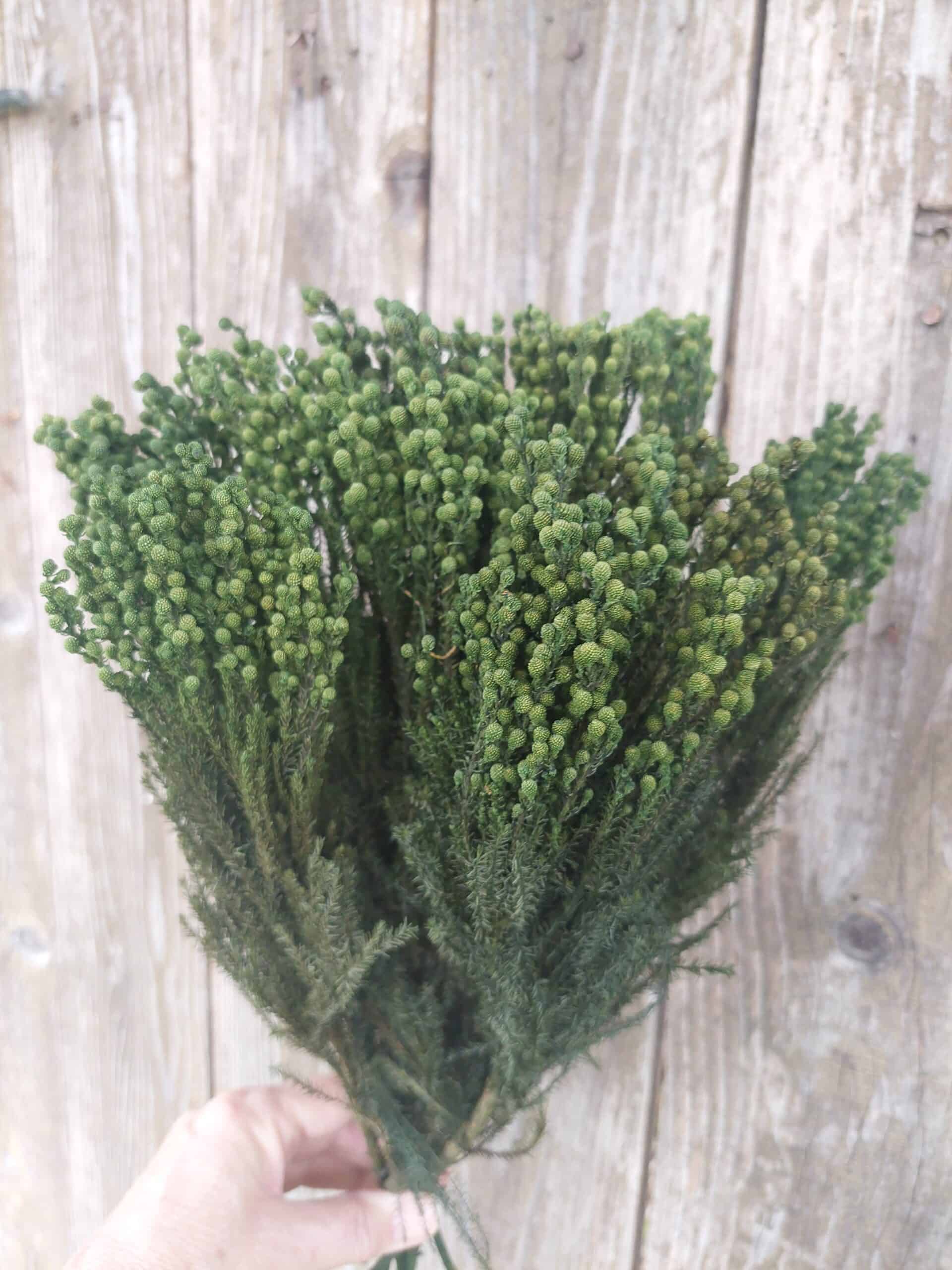 Lanuginosa greenery