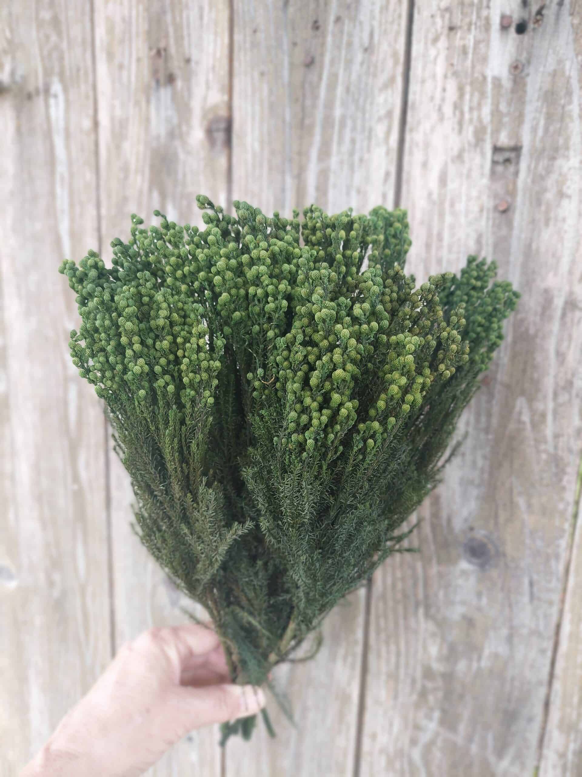 Preserved Lanuginosa Greenery - Image 2