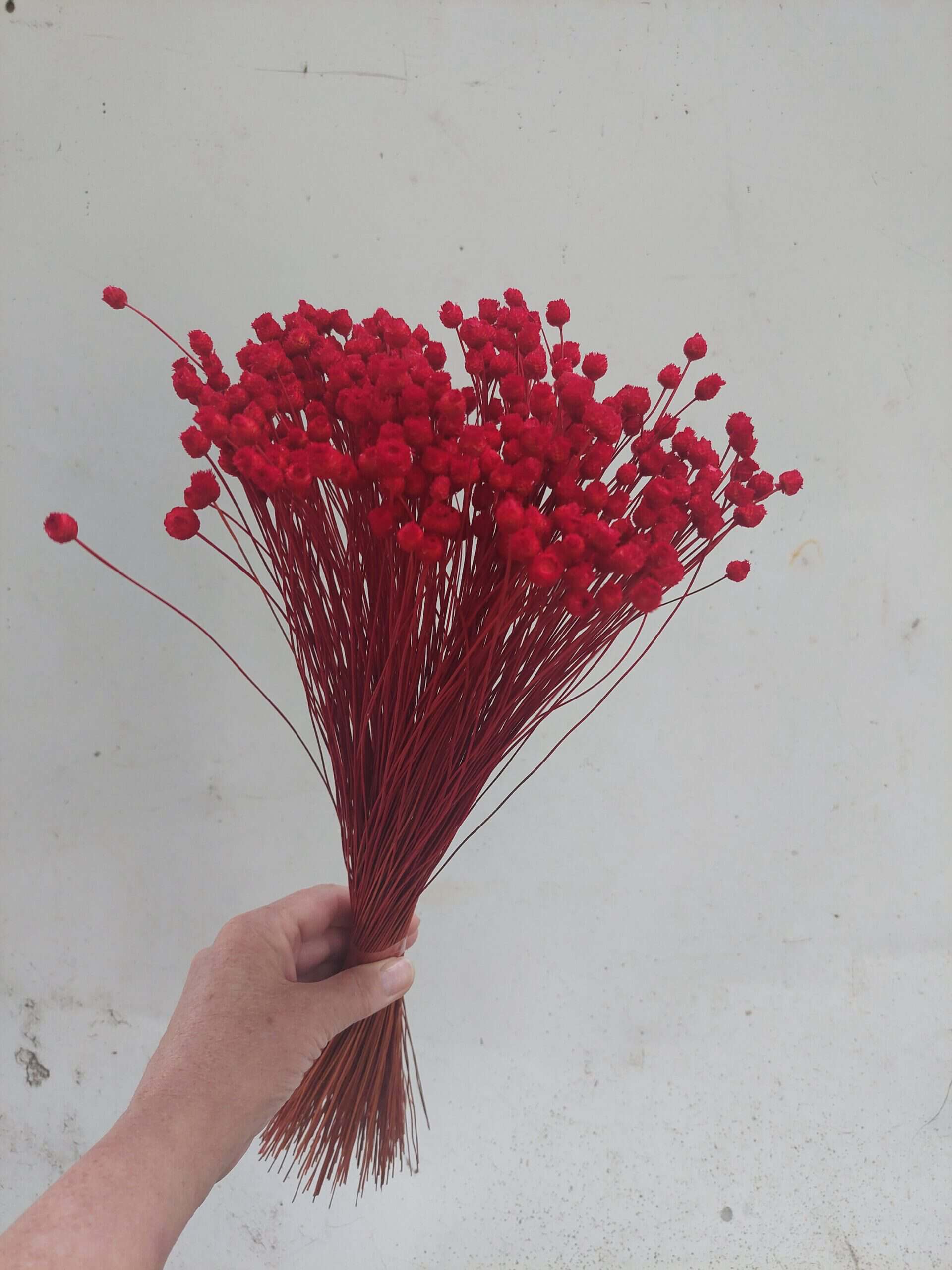 Red Happy Flowers: Tiny Dried Flowers - Image 2