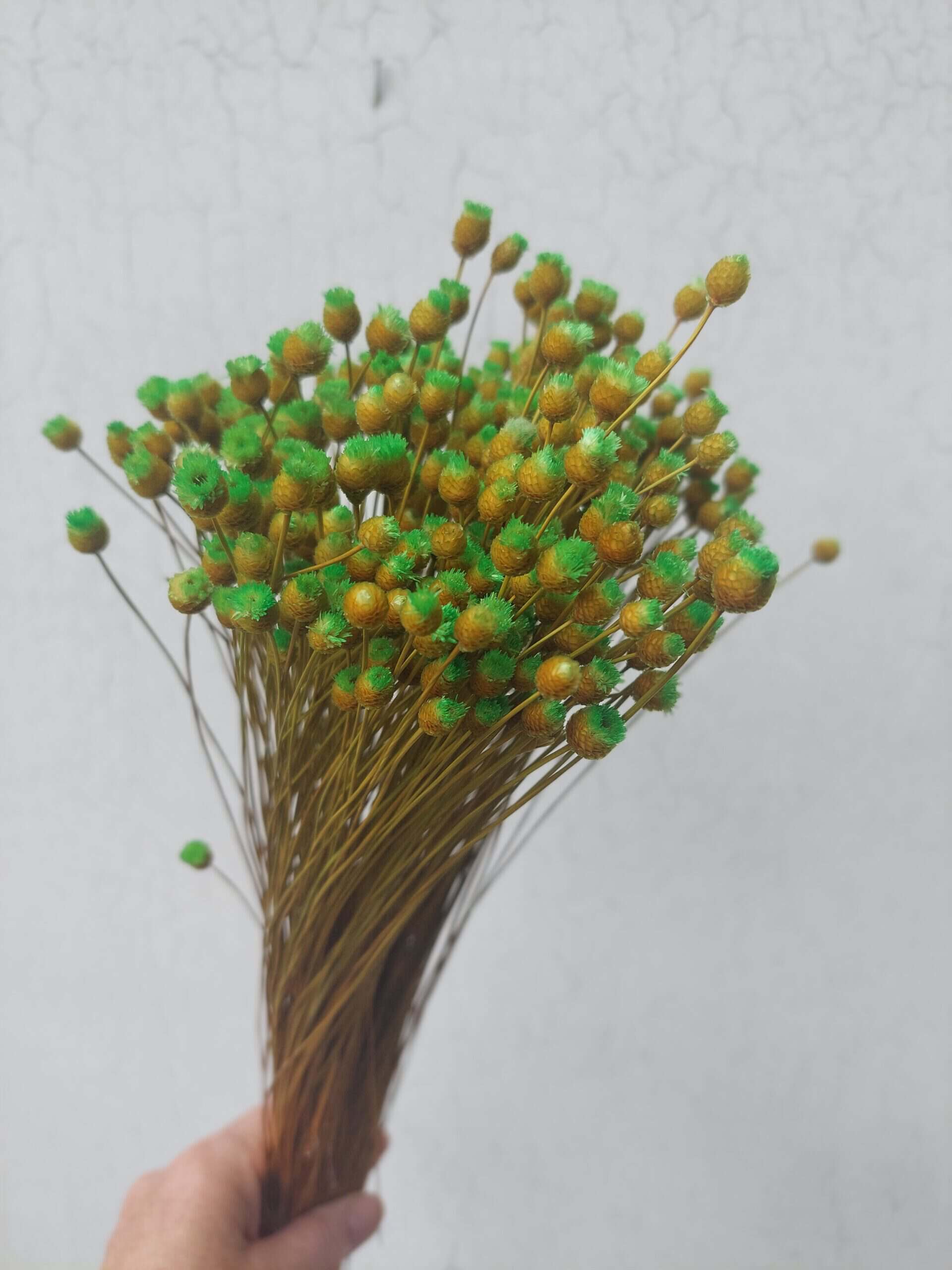 Green Happy Flowers: Tiny Dried Flowers - Image 3