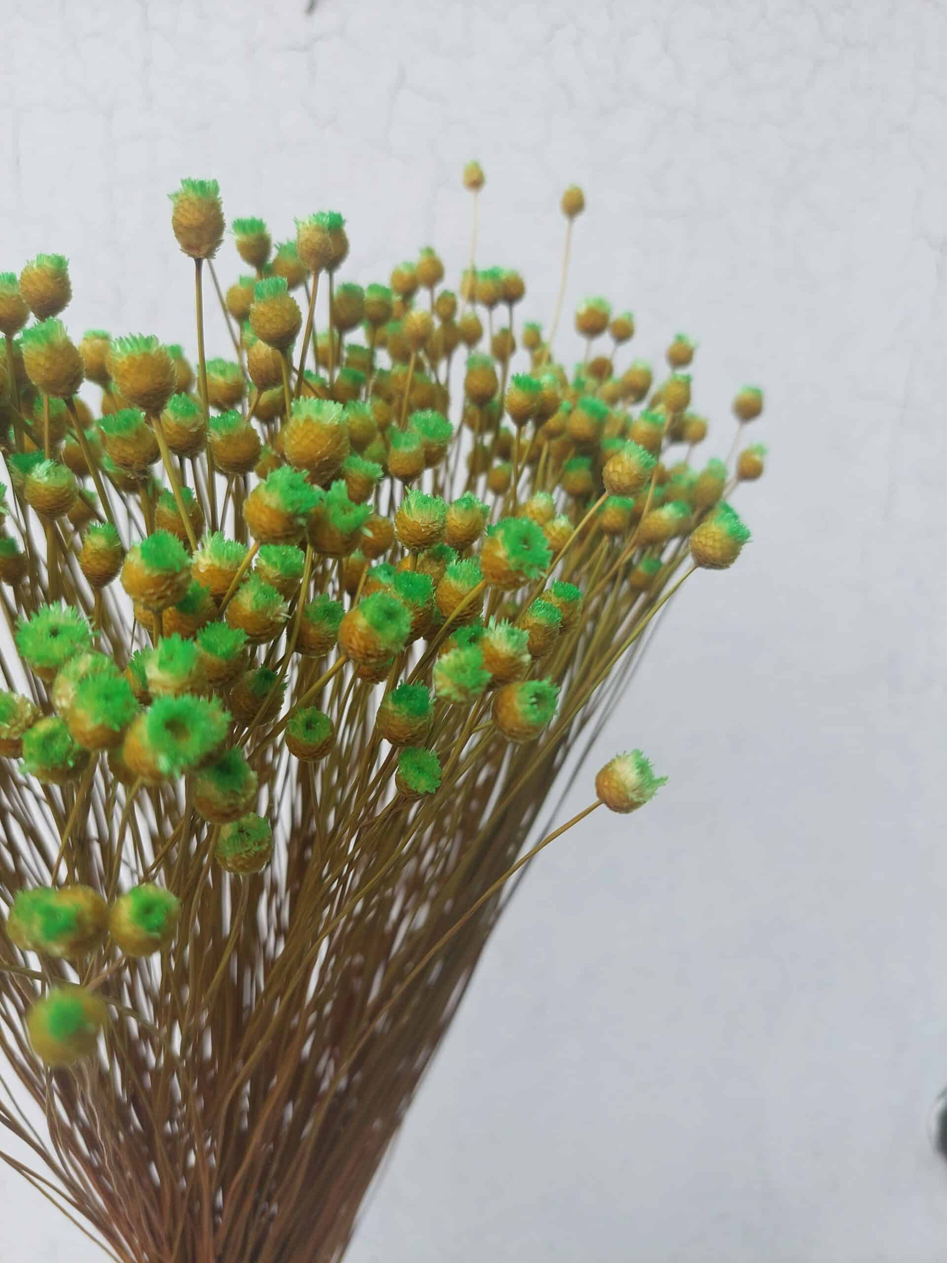 Green Happy Flowers: Tiny Dried Flowers - Image 4