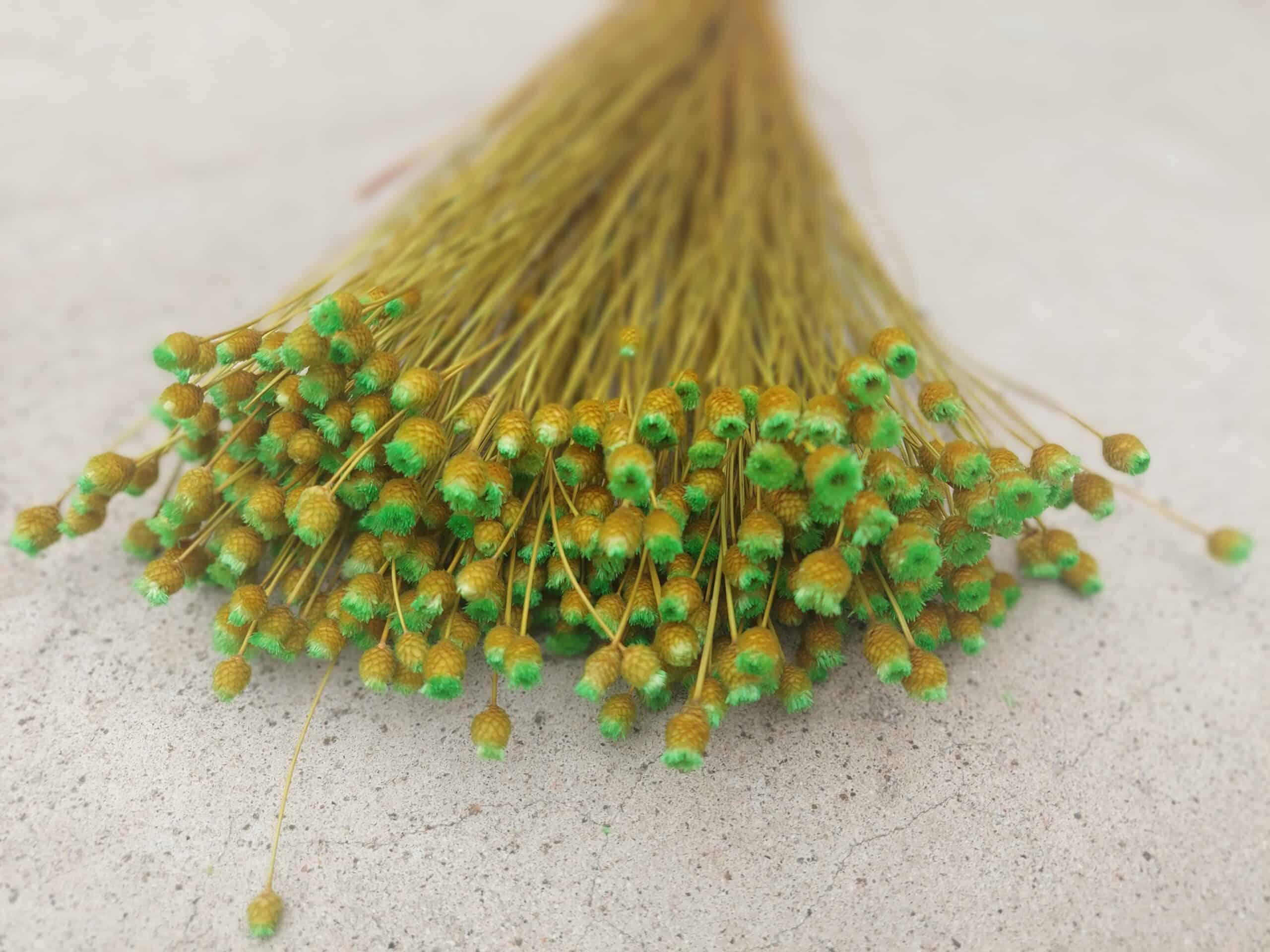 Green Happy Flowers: Tiny Dried Flowers - Image 2