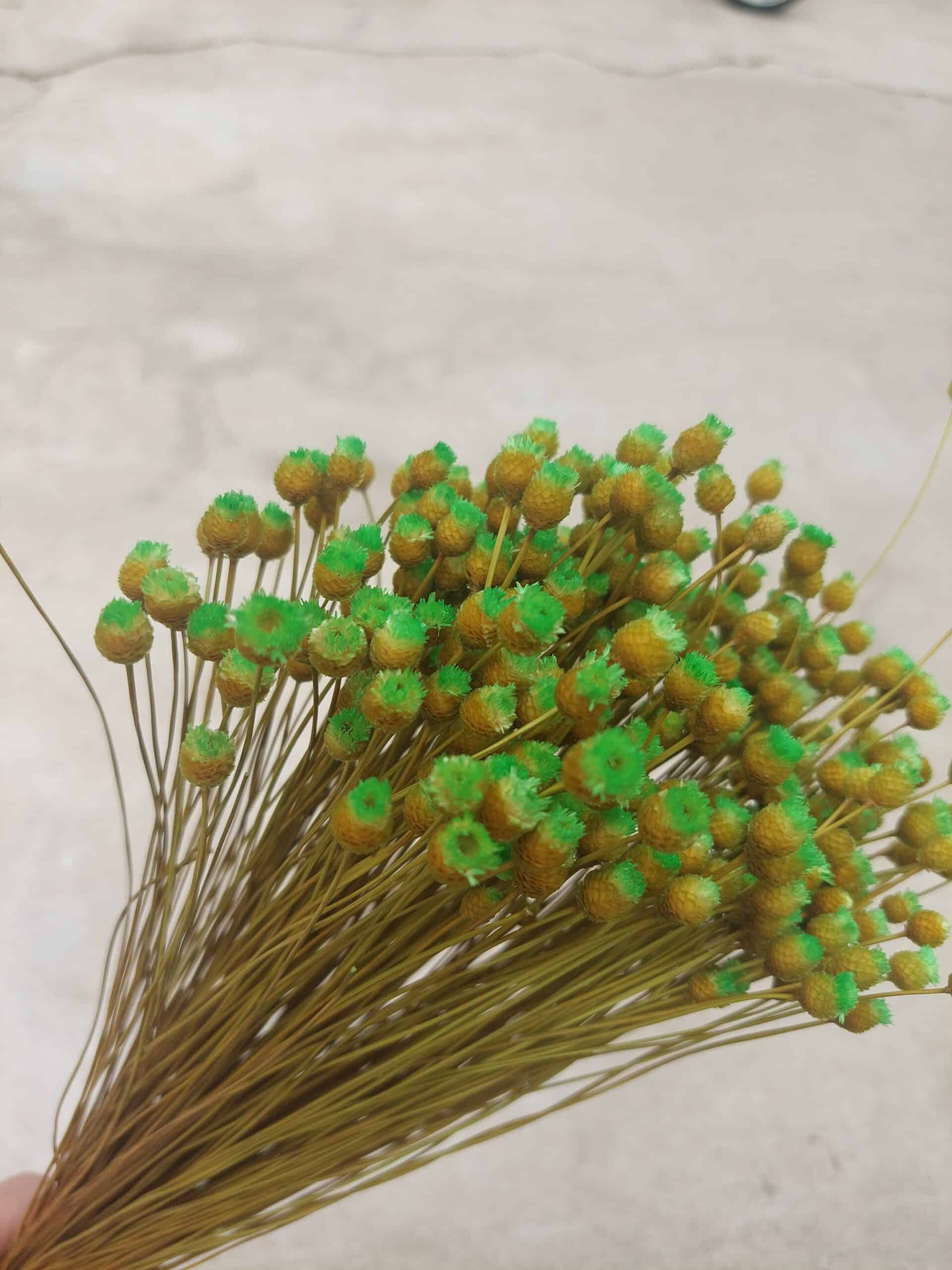 Green Happy Flowers: Tiny Dried Flowers - Image 5