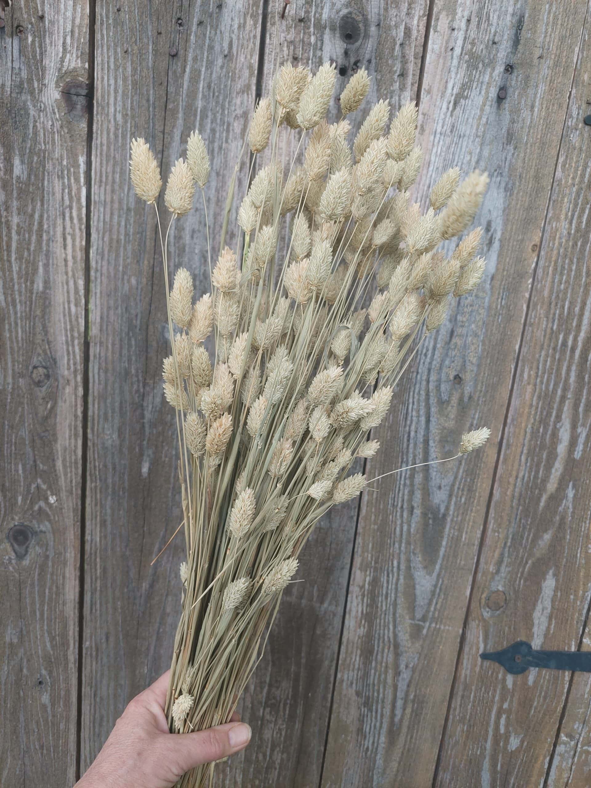 Natural Dried Phalaris Grass Bunch - Image 3