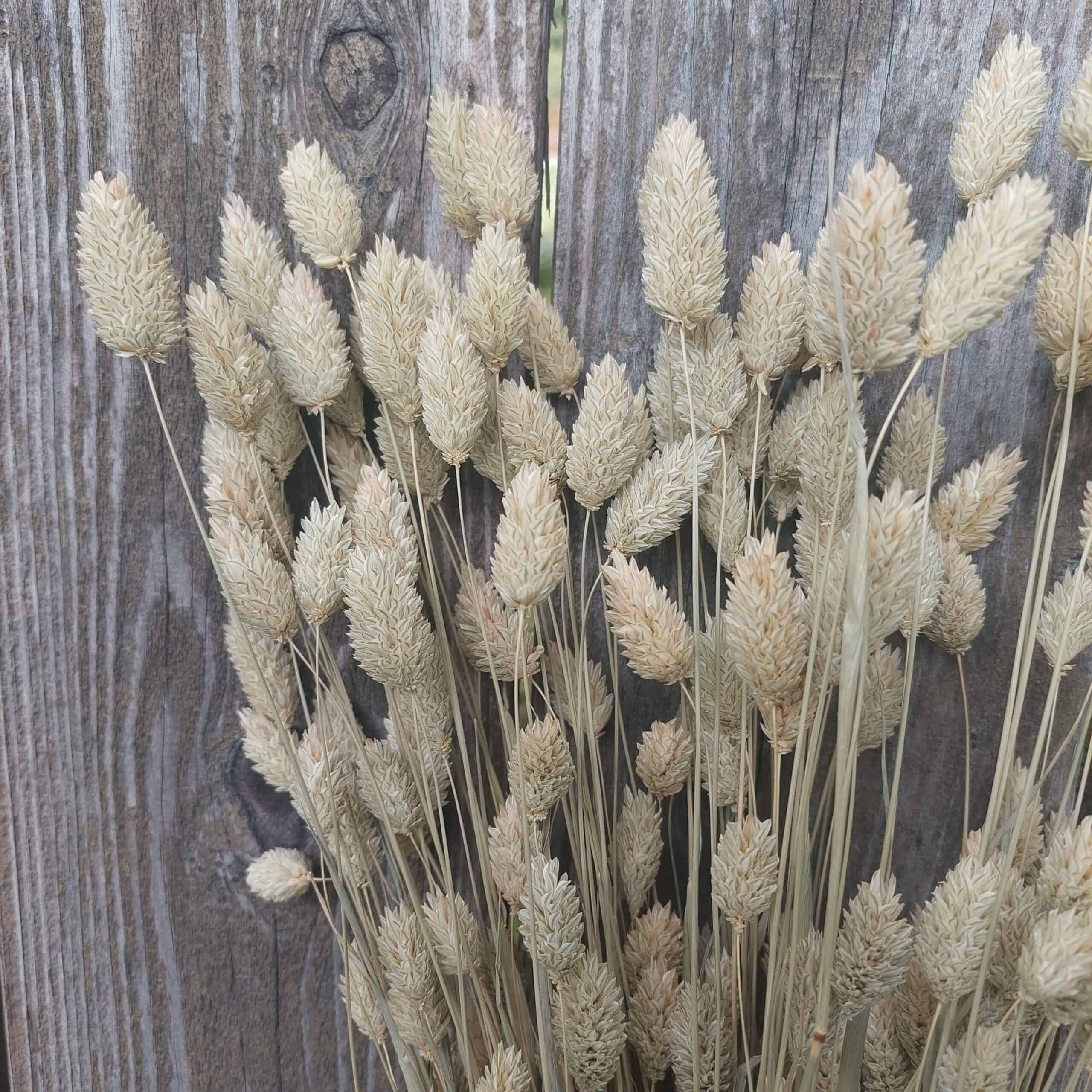Natural Dried Phalaris Grass Bunch - Image 4