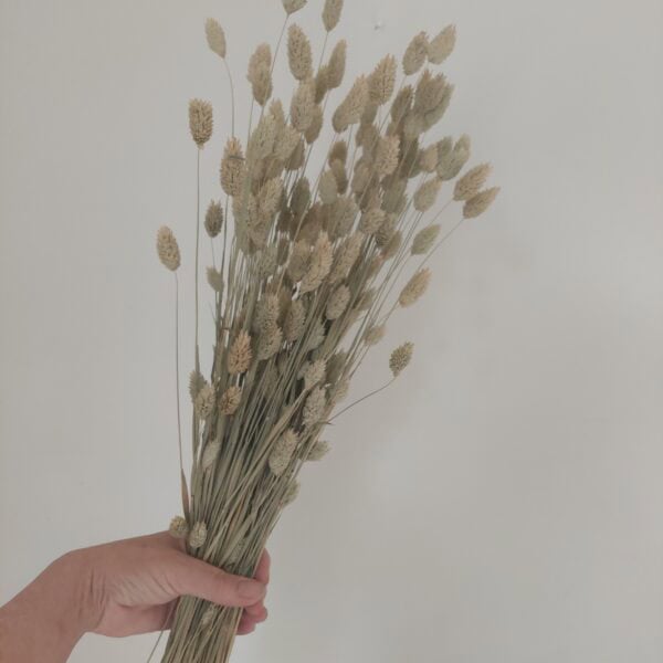 natural phalaris grass
