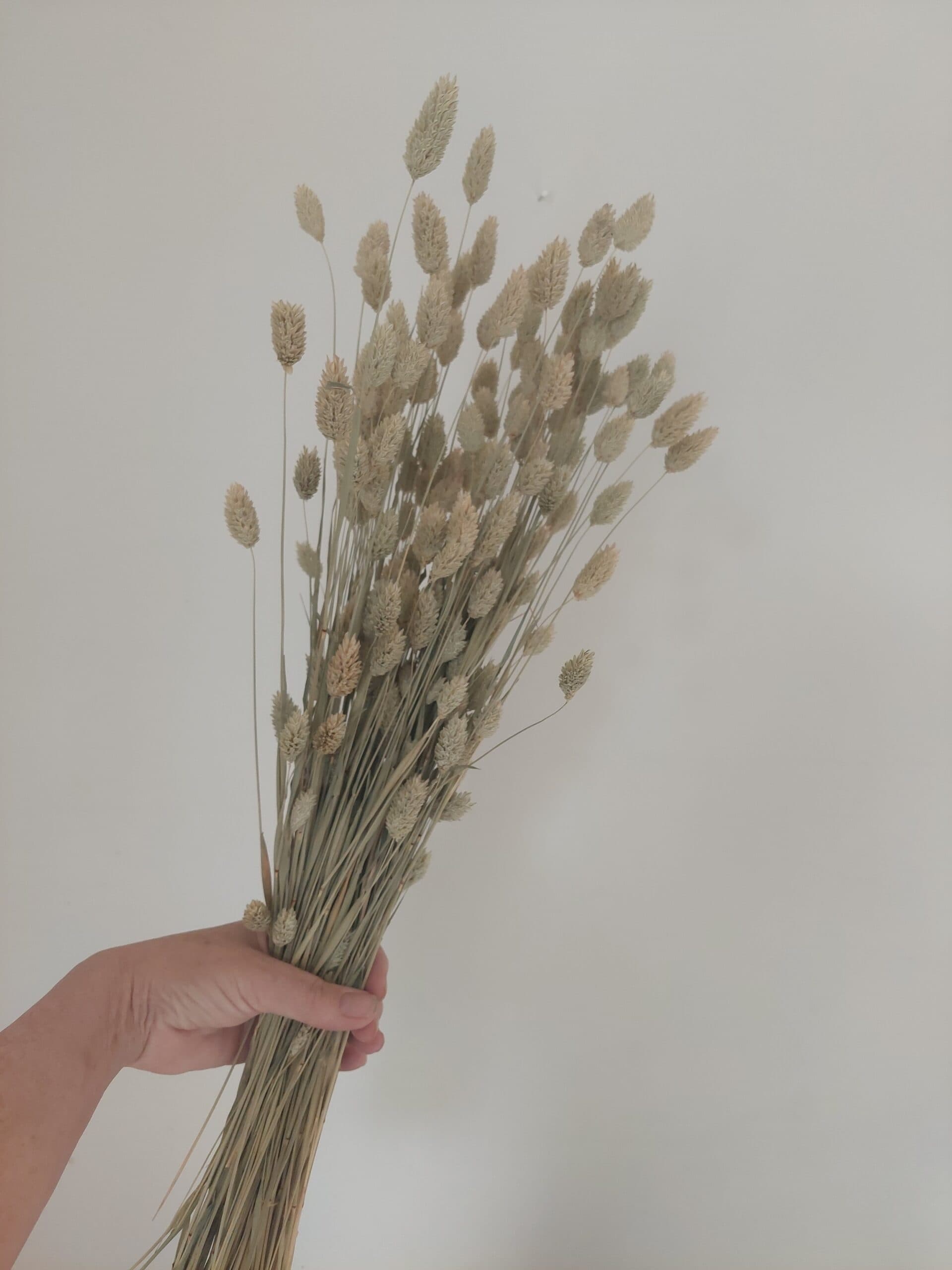 natural phalaris grass