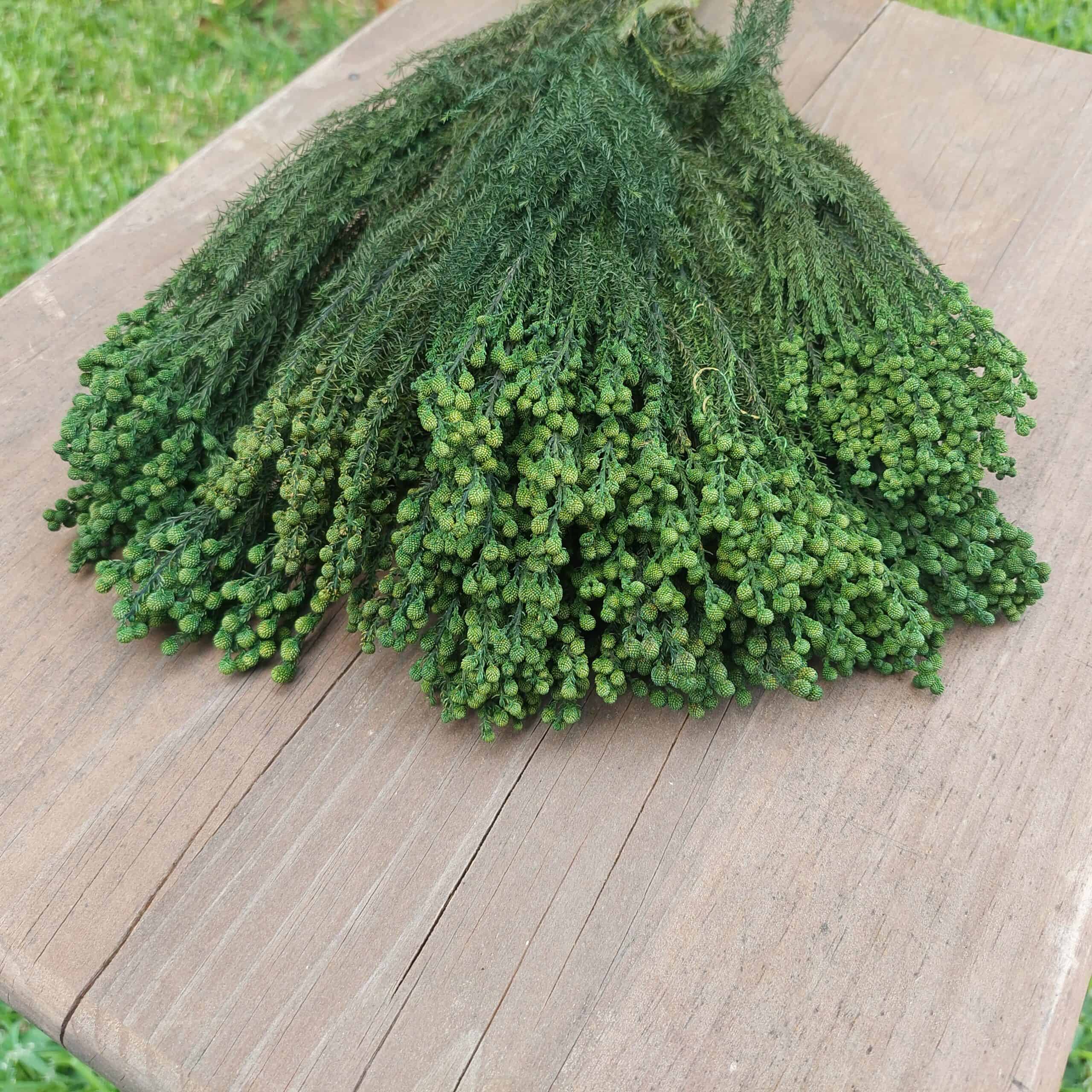 Preserved Lanuginosa Greenery - Image 3
