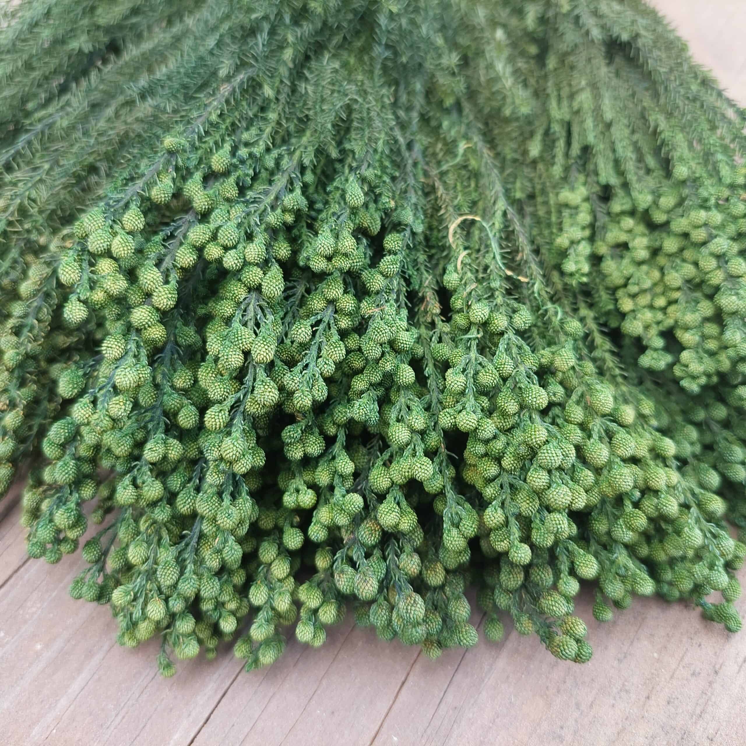 Preserved Lanuginosa Greenery - Image 4