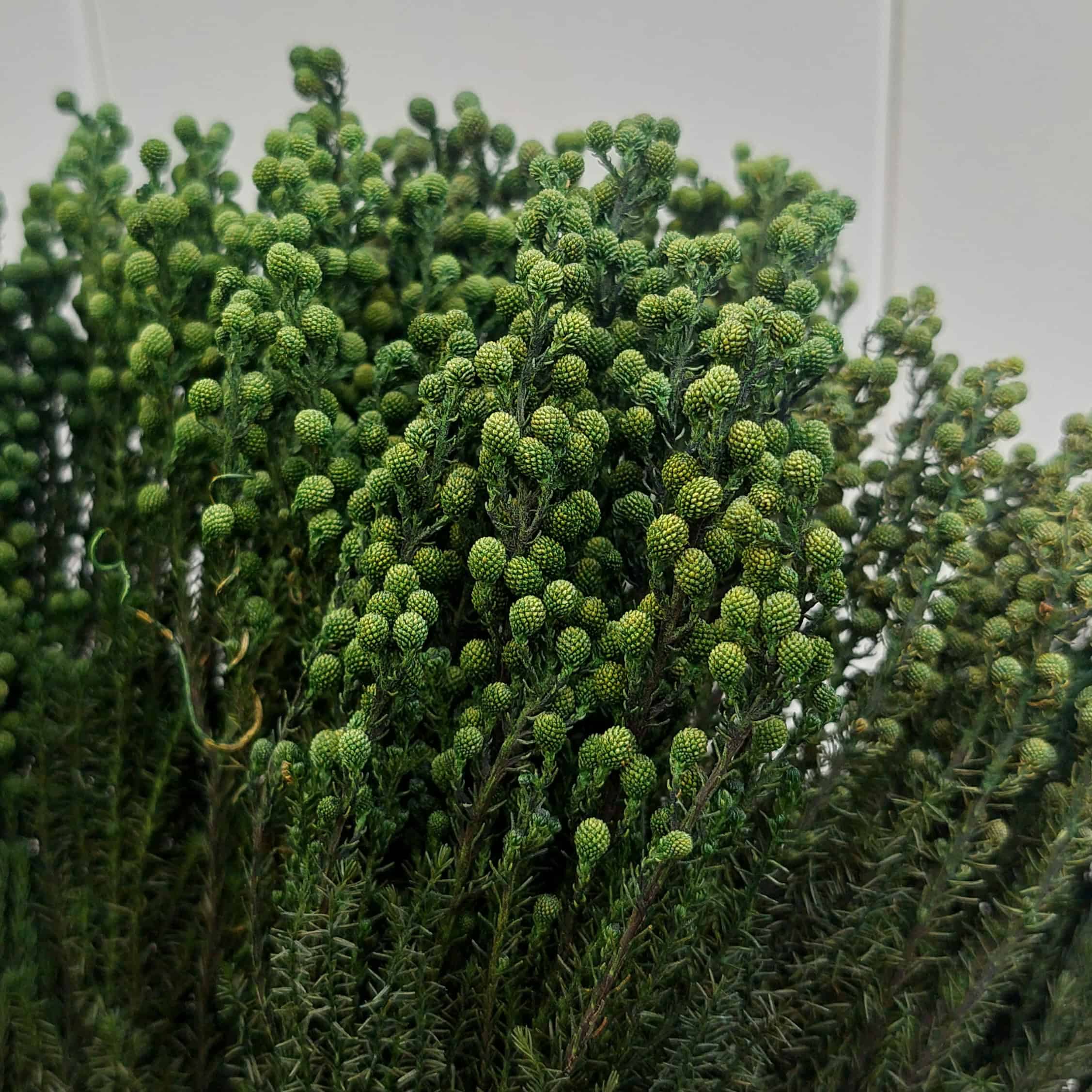 Preserved Lanuginosa Greenery - Image 5
