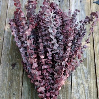 Frosted Red Eucalyptus