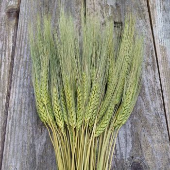 Green Bearded Wheat Bunch Dyed Green 8oz Bunch of Dried Green Wheat