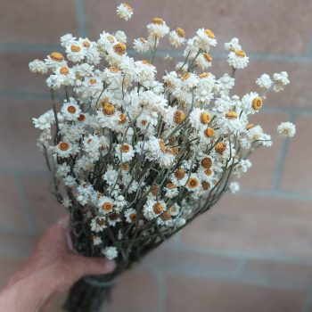 Dried Ammobium Daisies, Winged Everlasting Flowers