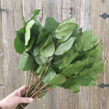 Preserved Green Foliage Leaves Salal Lemon Leaf Natural Green