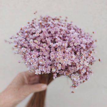 lavender star flowers dried